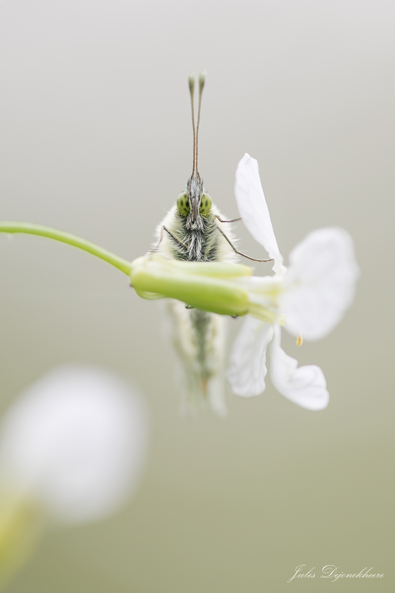 oranjetipje-op-pinksterbloem