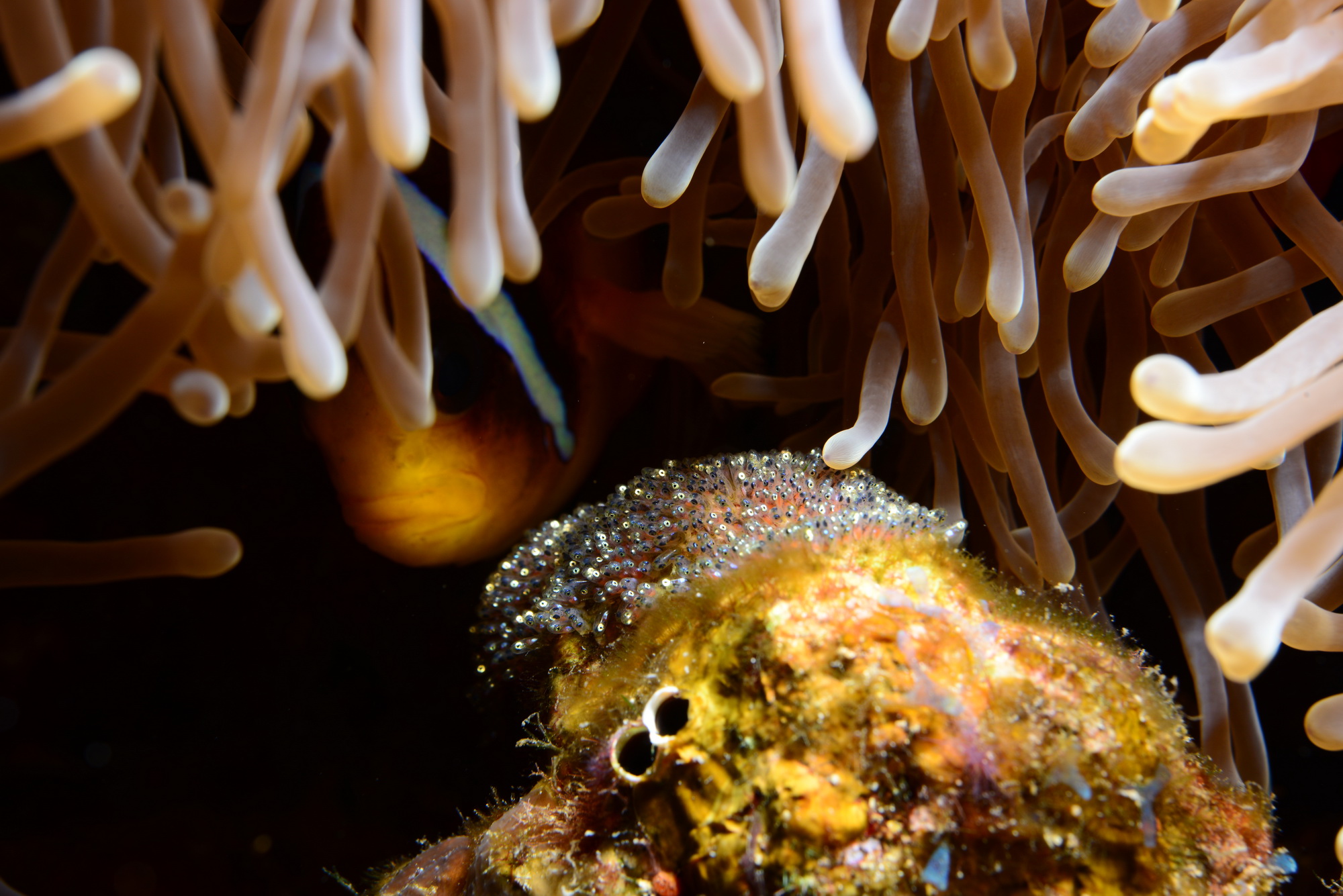 anemoonvis-met-eitjes