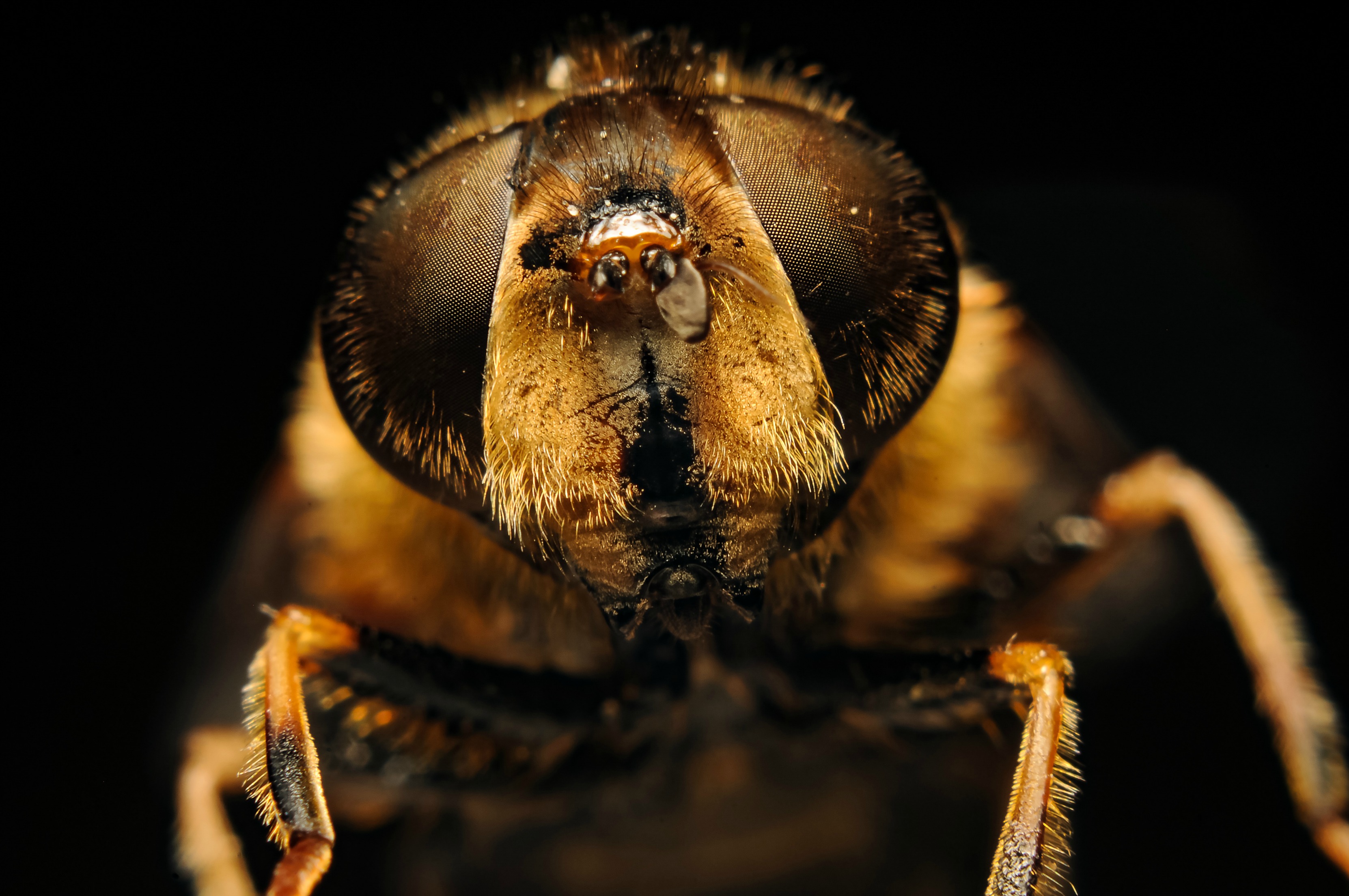 drone-fly-blinde-bij