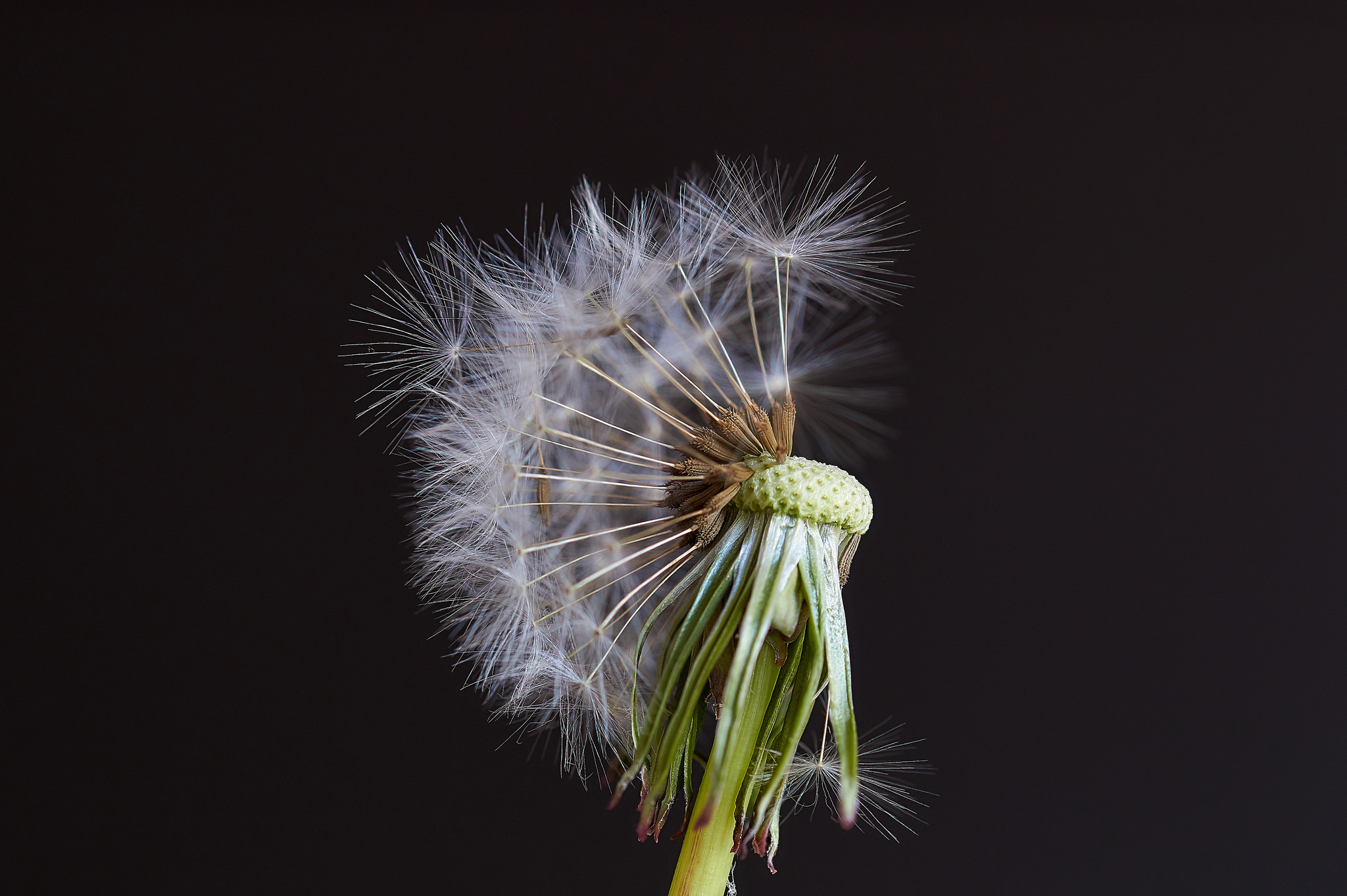 paardenbloemen-pluis