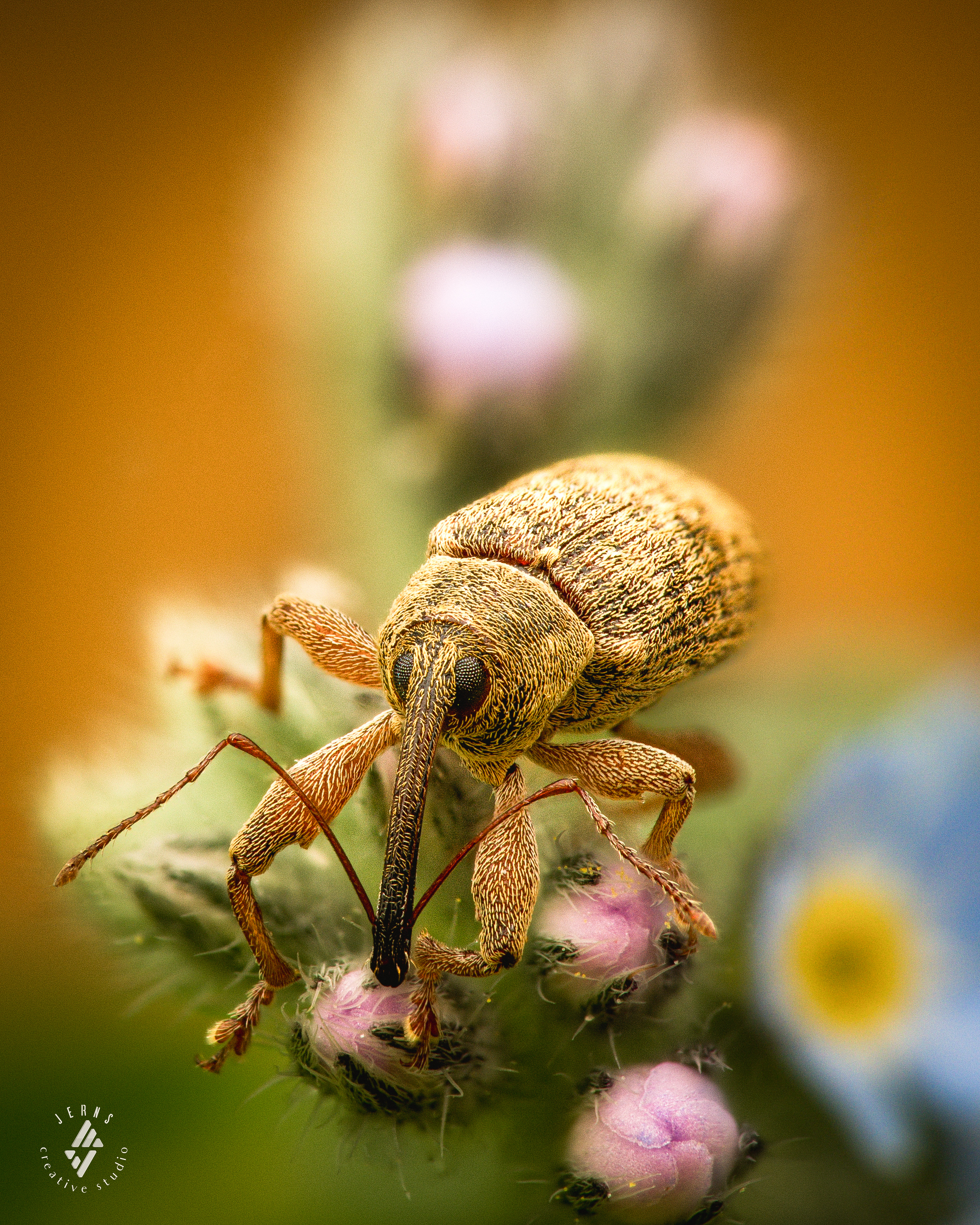 de-langsprietpopulierensnuittor