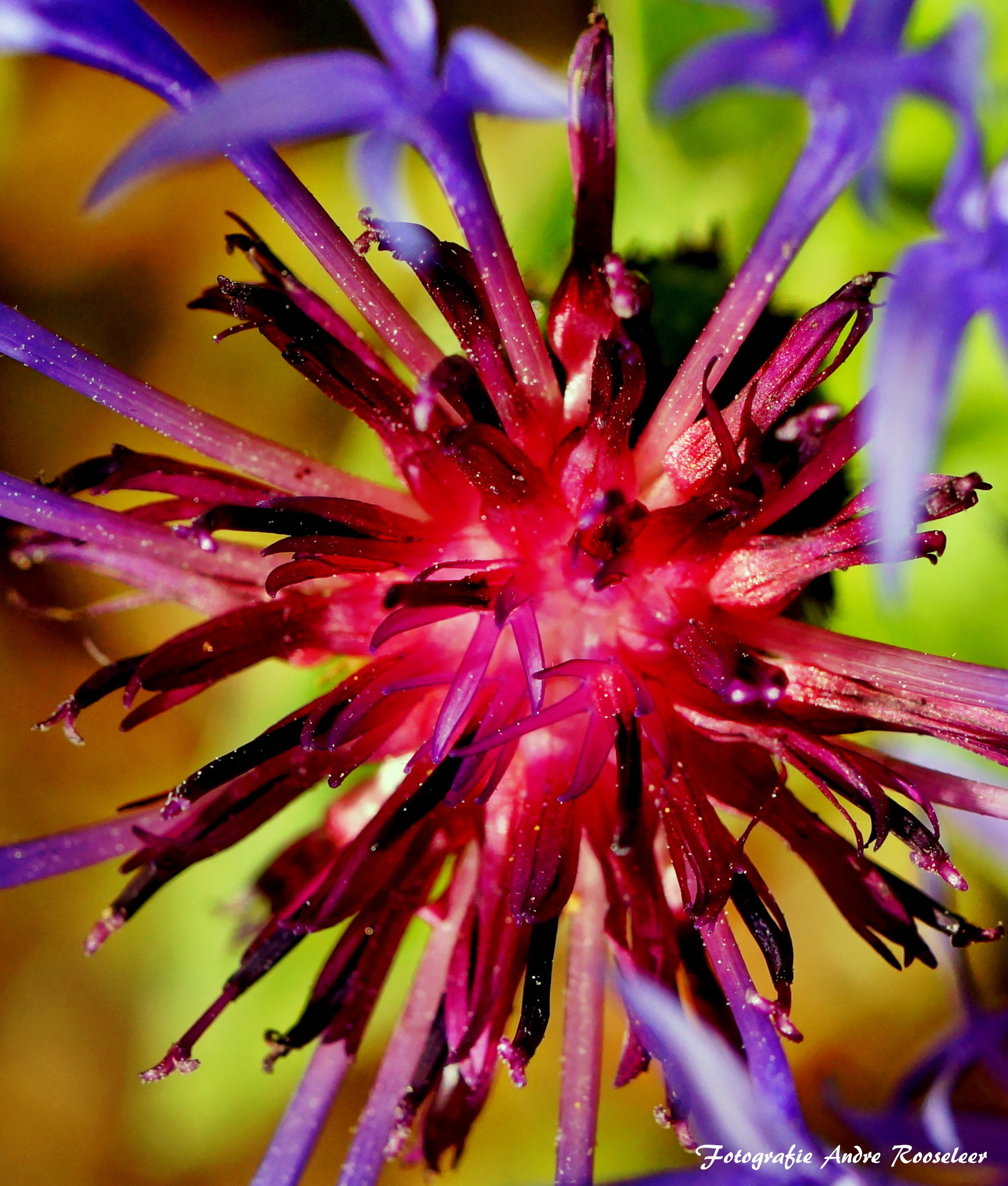 korenbloem-centaurea-cyanus
