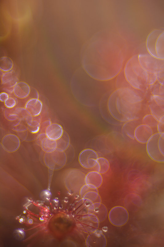 creatief-met-bokeh-3