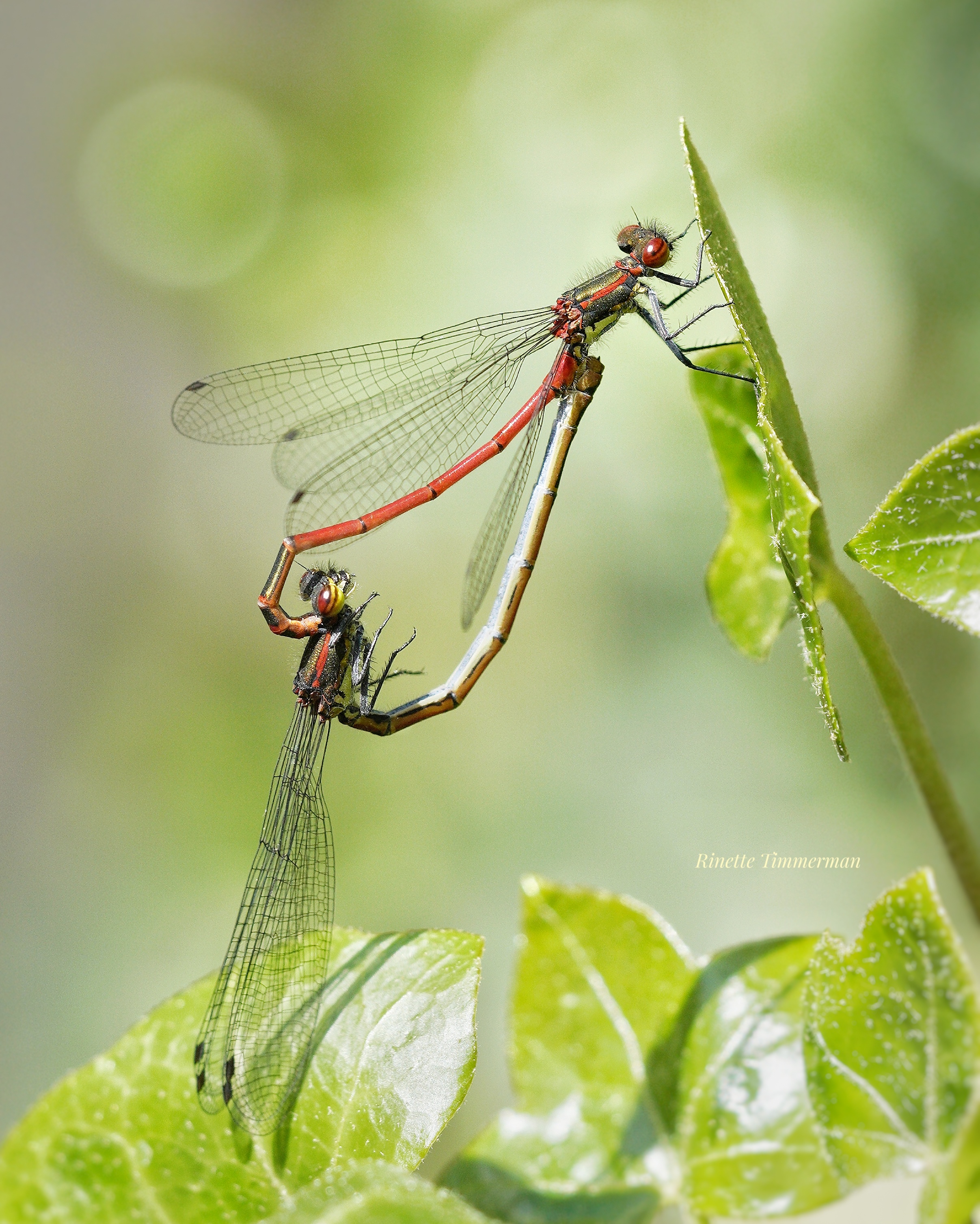 paringswiel-van-vuurjuffers