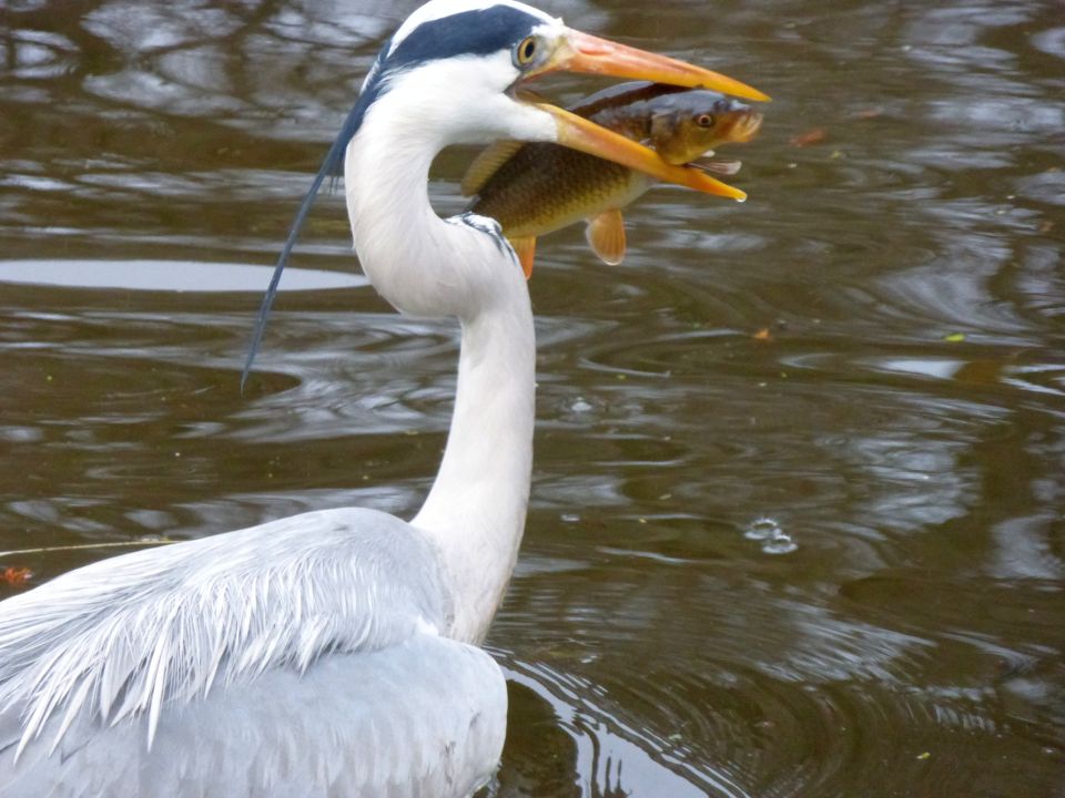 een-smakelijk-hapje-na-een-uur-staren-dat-wel