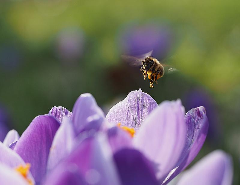 bijtje-vliegt-naar-krokus