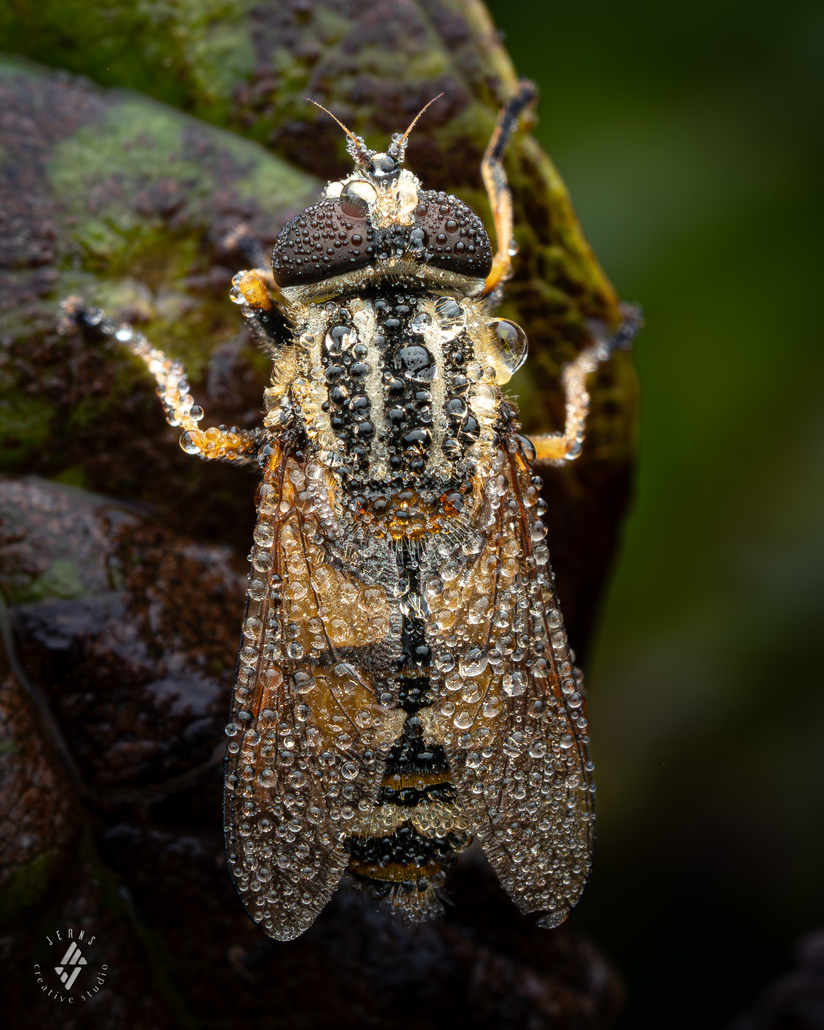een-zweefvlieg-in-de-ochteddauw