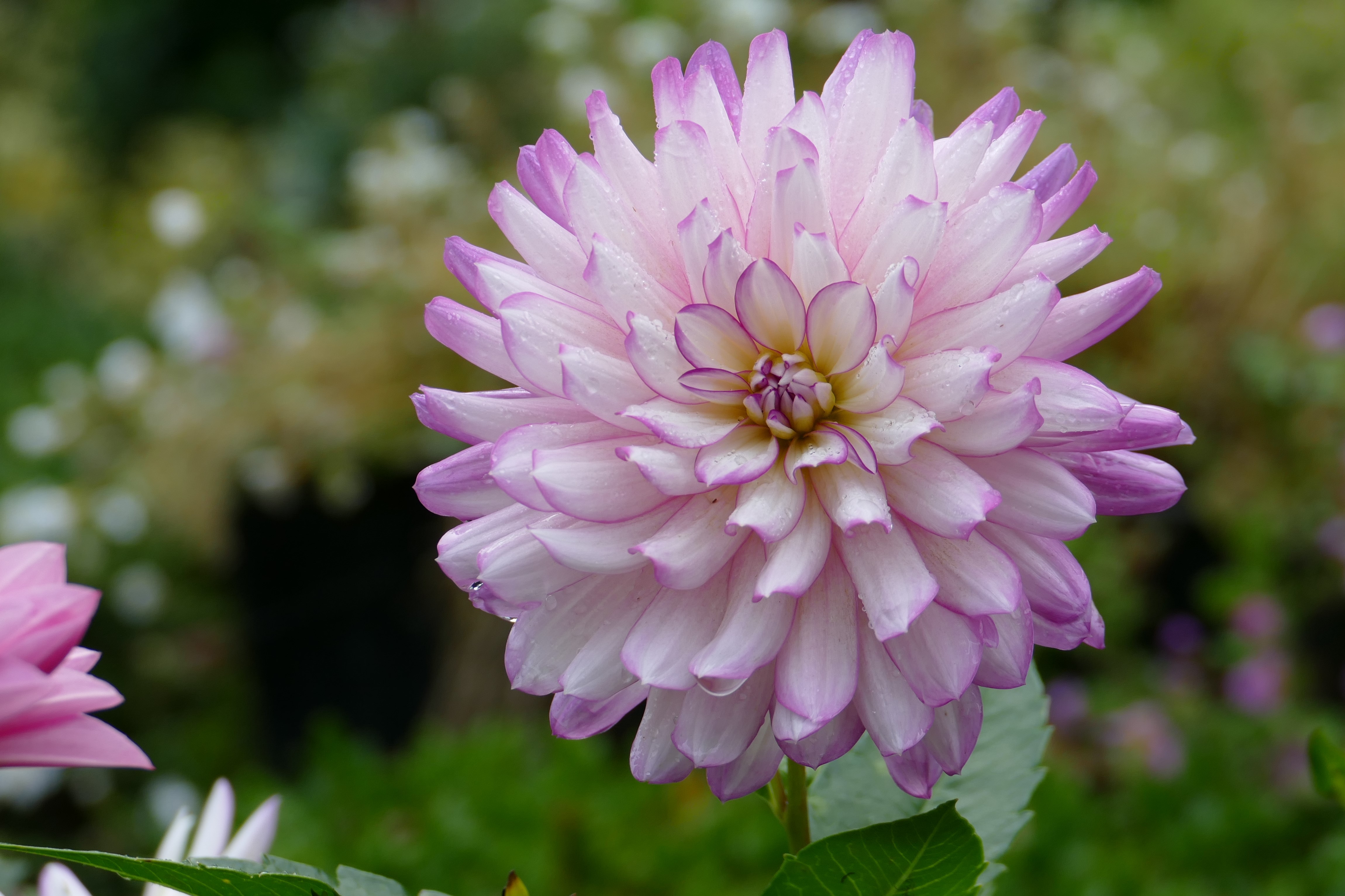 dahlia-5