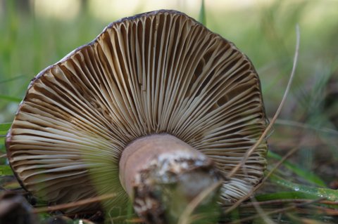 kijkje-onder-de-hoed