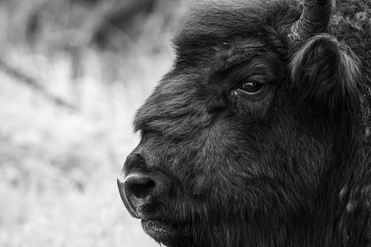 wisent-1