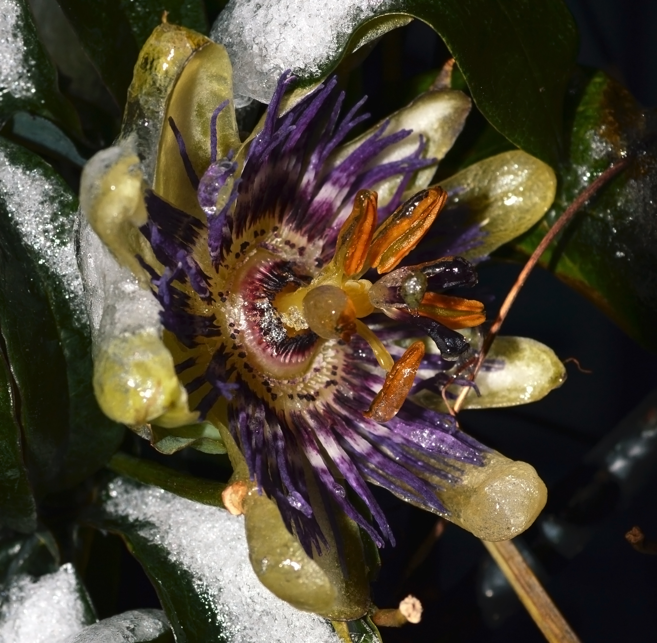 frozen-flower-1