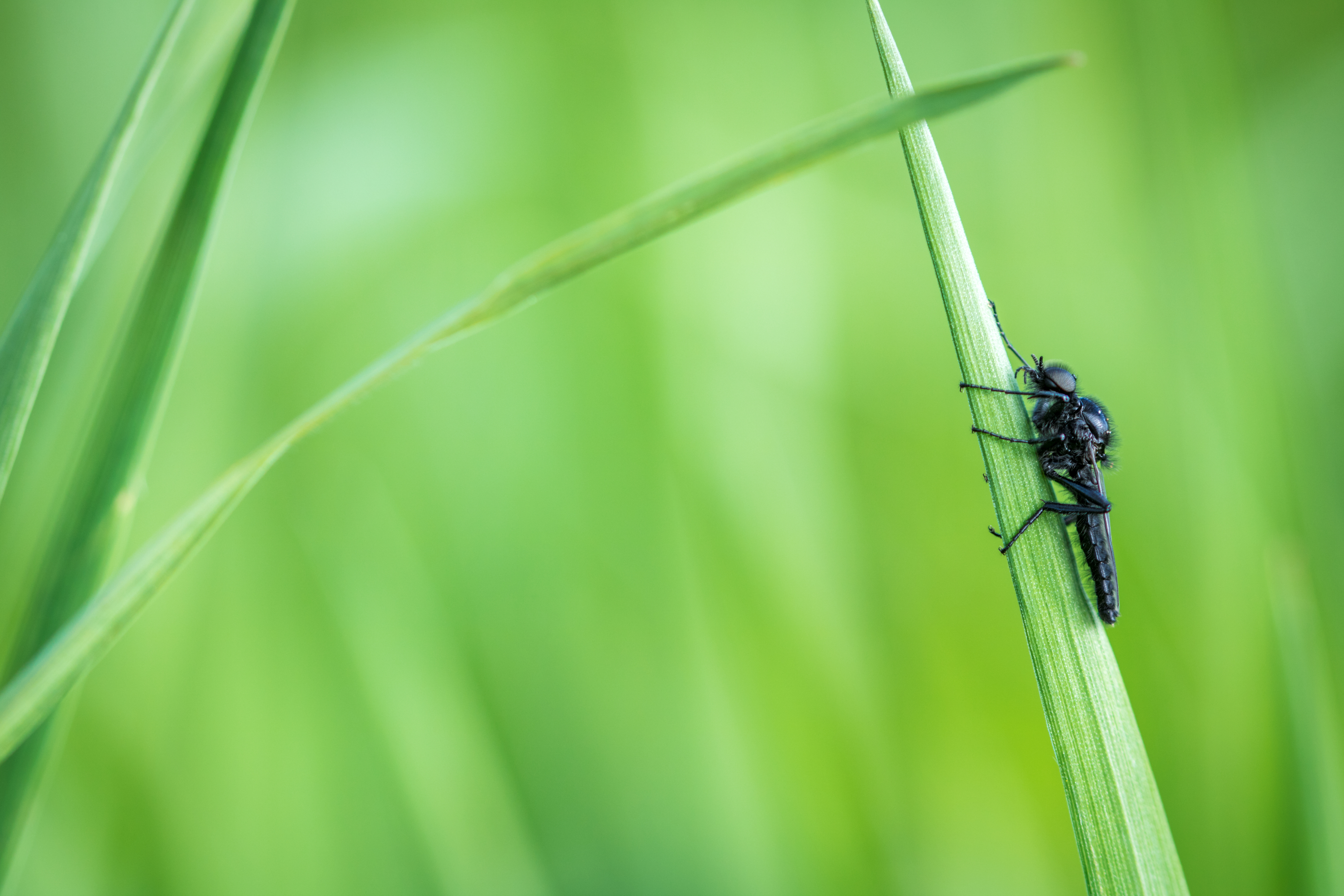 gewoon-een-vlieg-op-een-grasspriet
