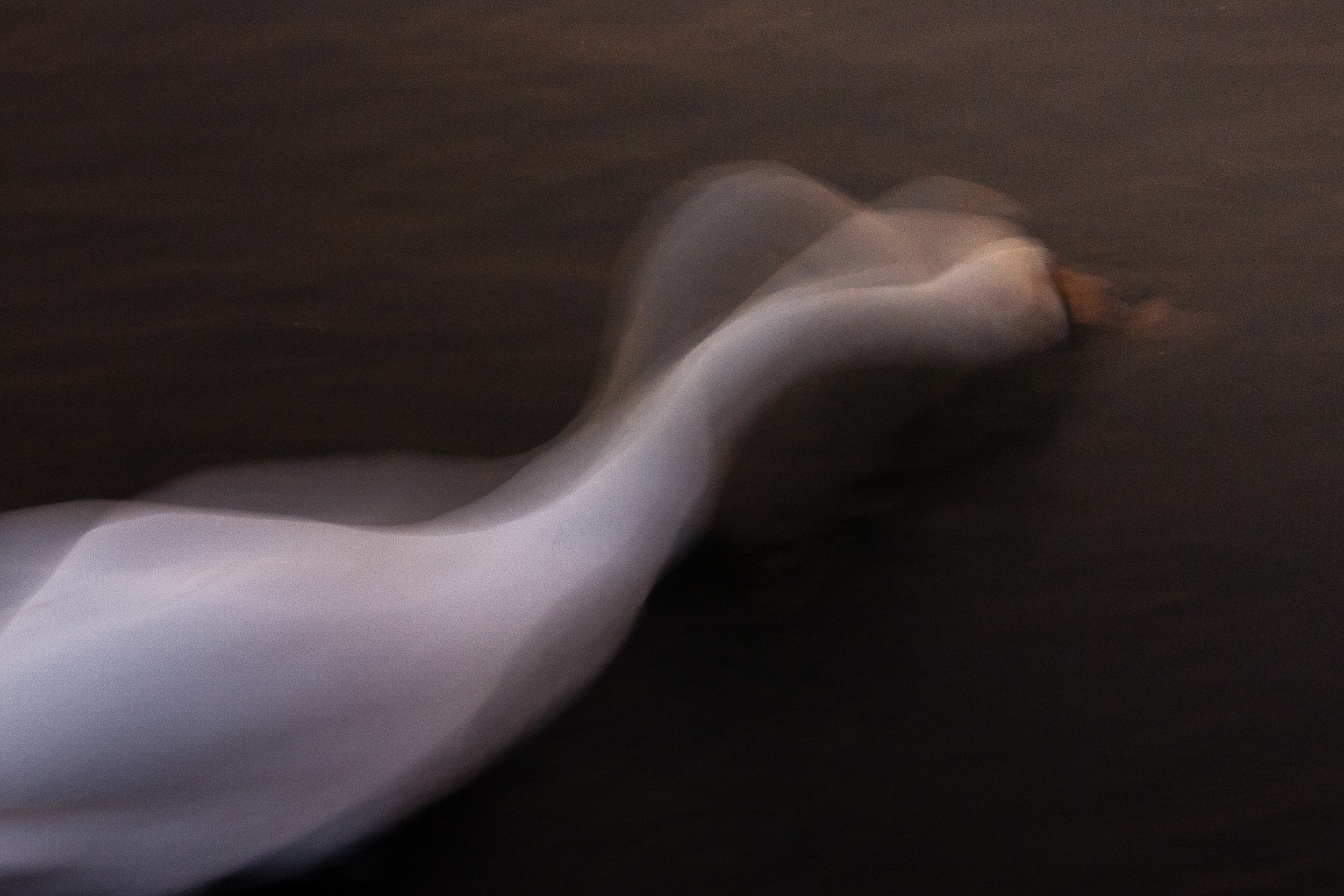 slow-swan