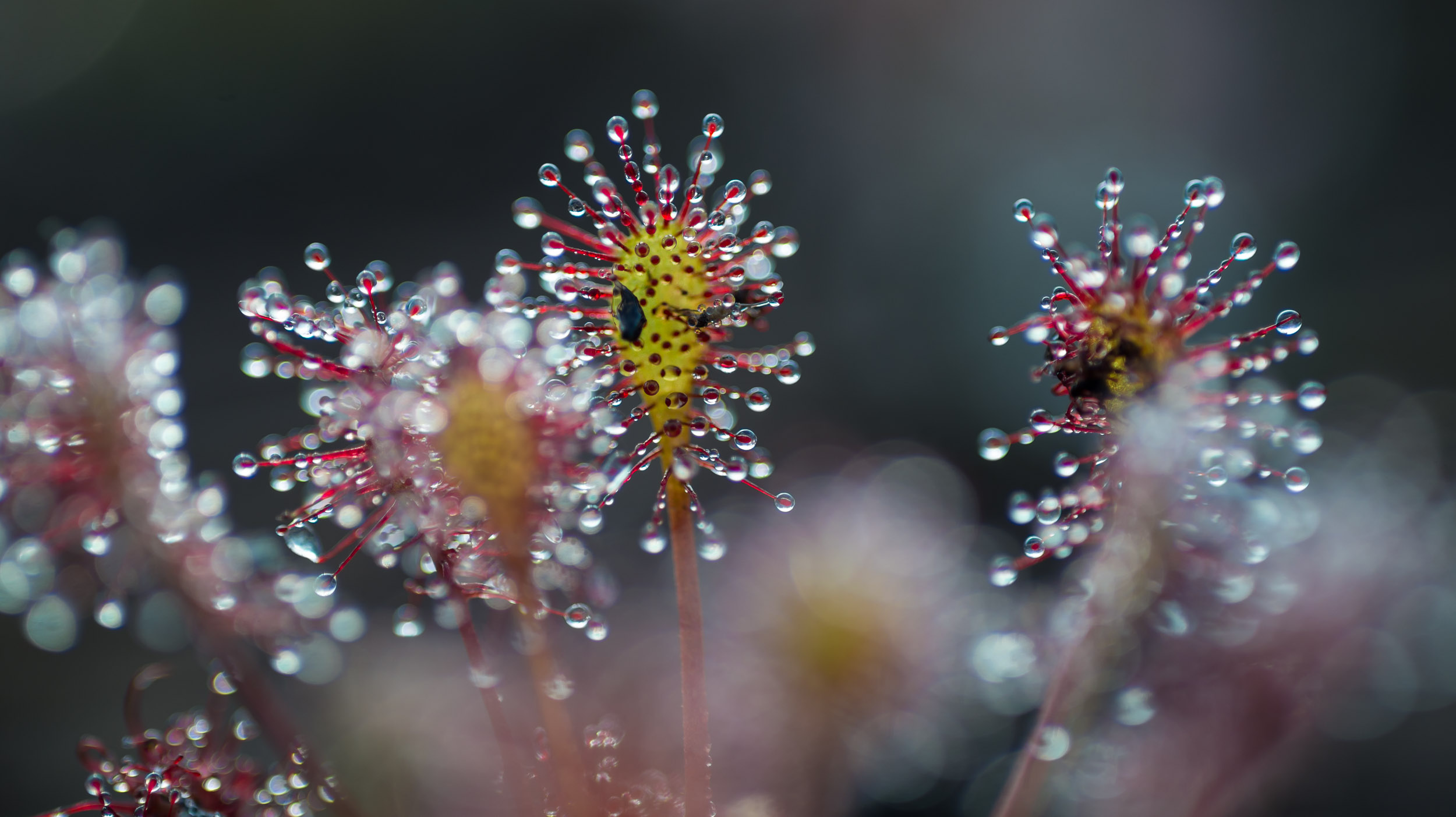 zonnedauw-in-de-schaduw