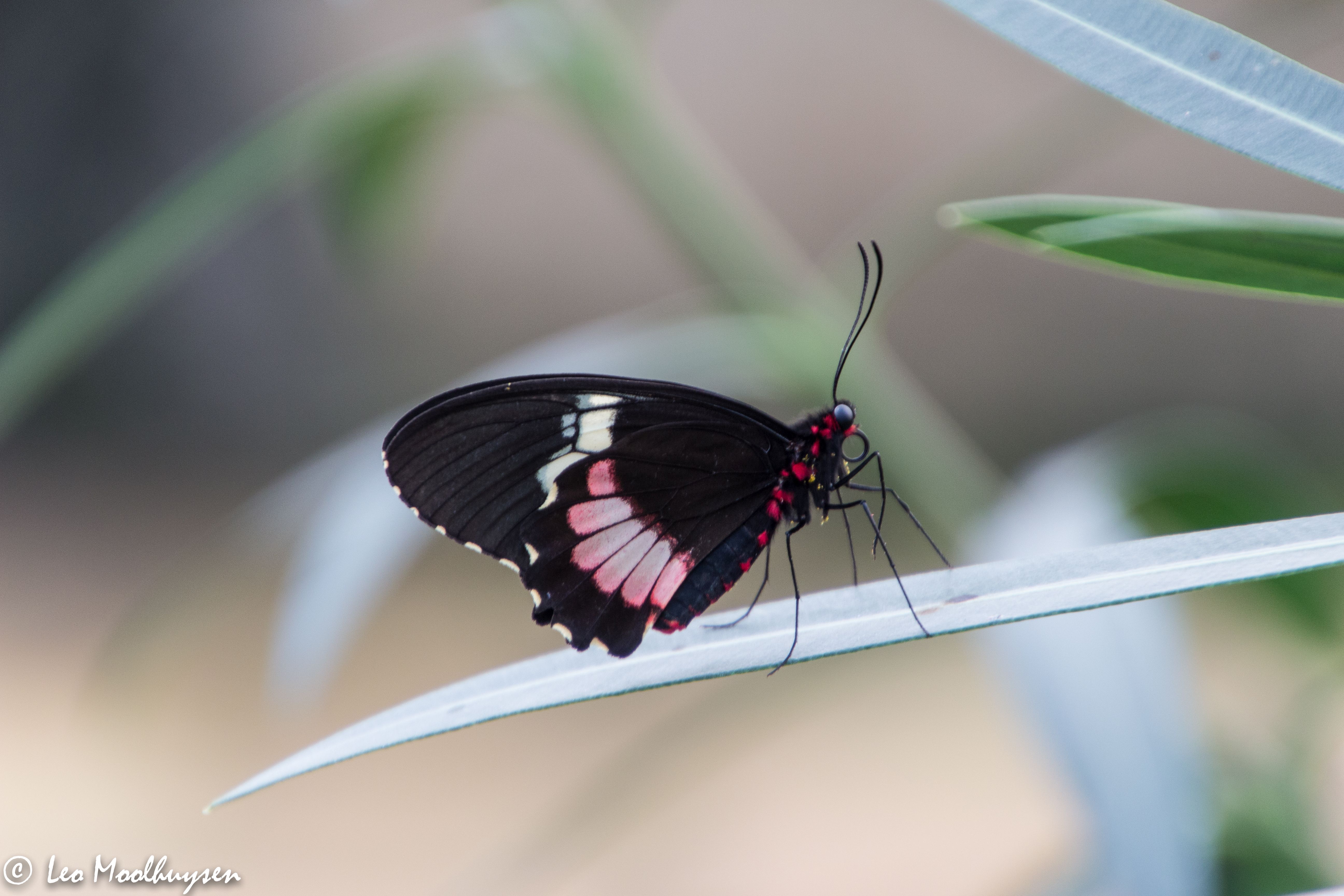 vlinder-orchidee%C3%ABnhoeve-luttelgeest