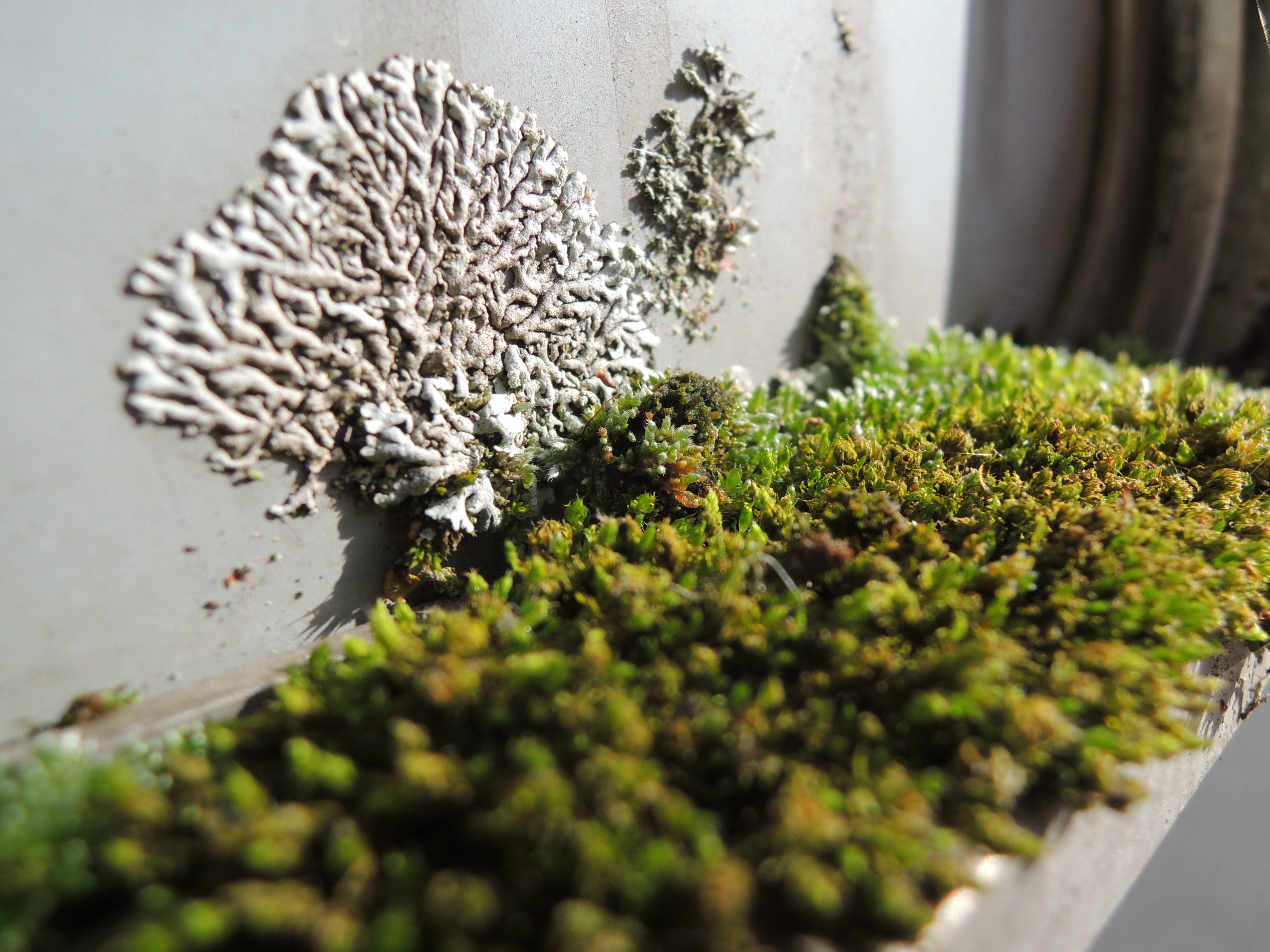 mos-in-achterkant-van-verkeersbord