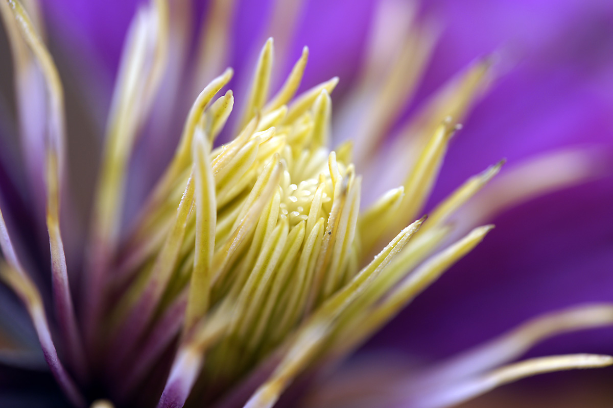 clematis-5