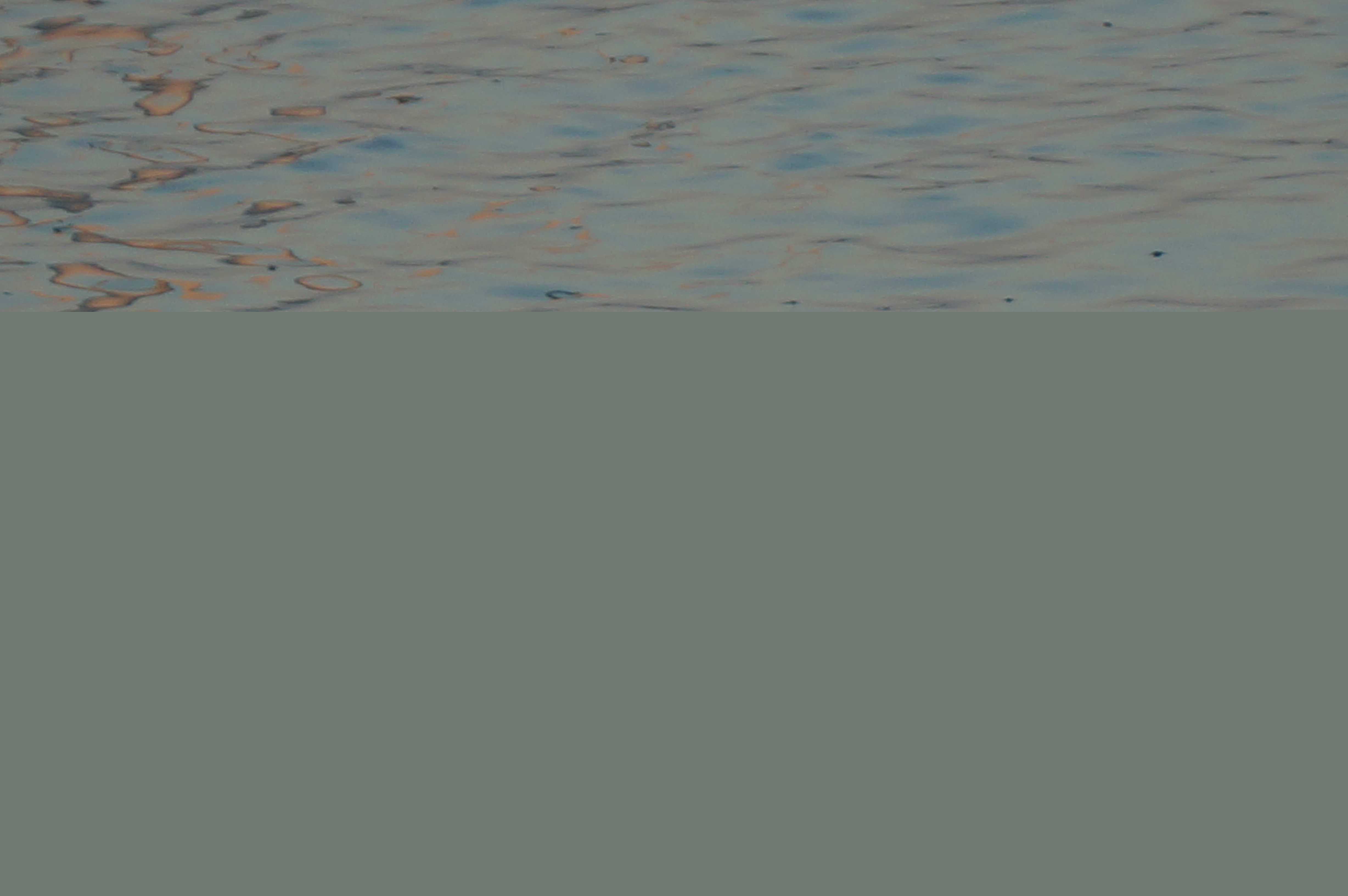 zeehondje-in-oosterschelde