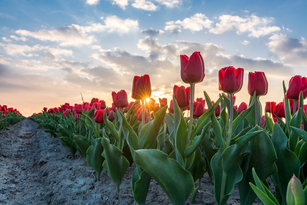 wake-up-little-tulips