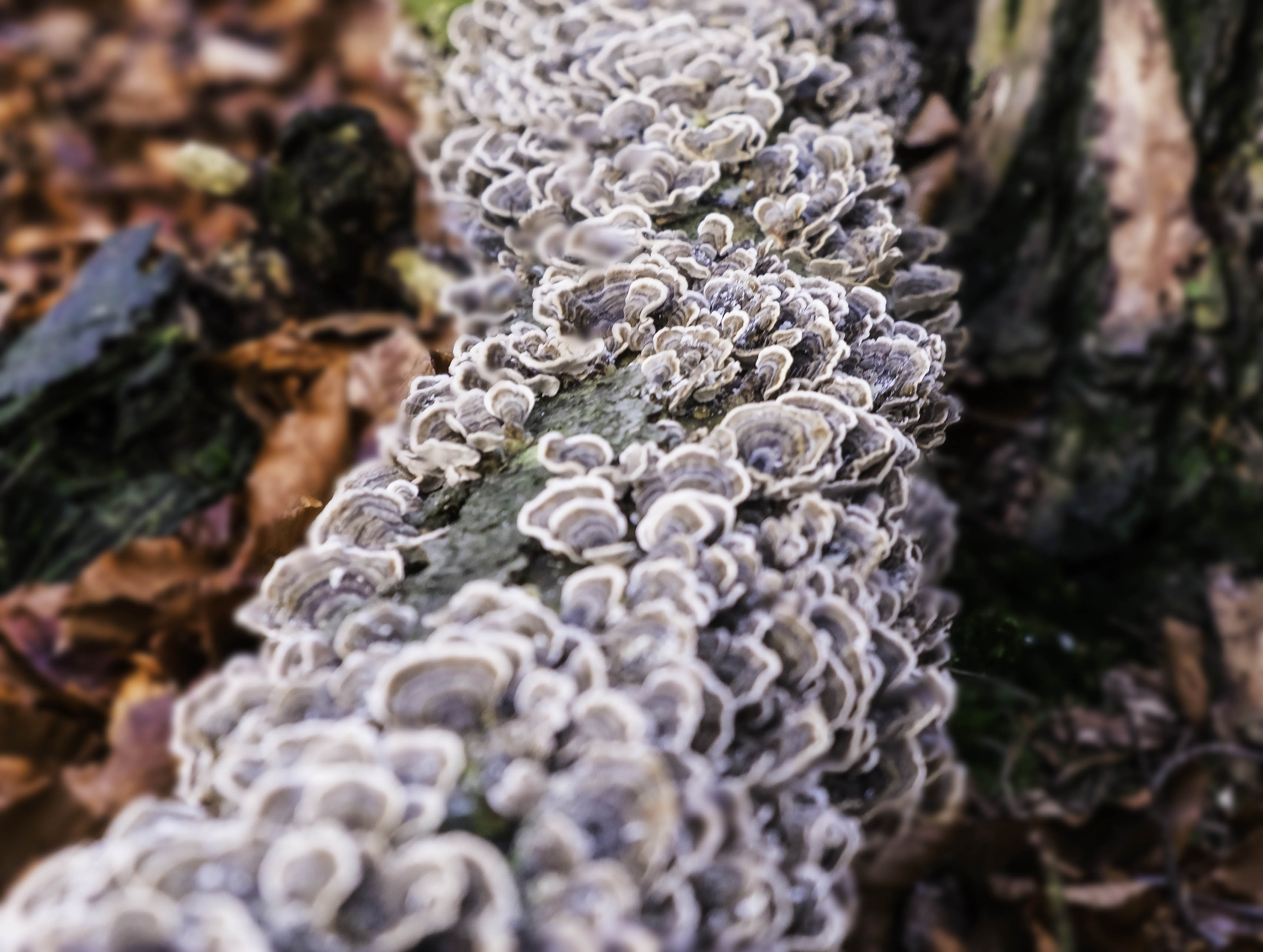 een-spoor-van-paddestoelen