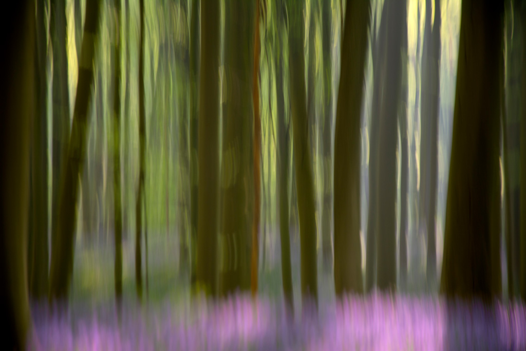 blue-forrest-on-the-move