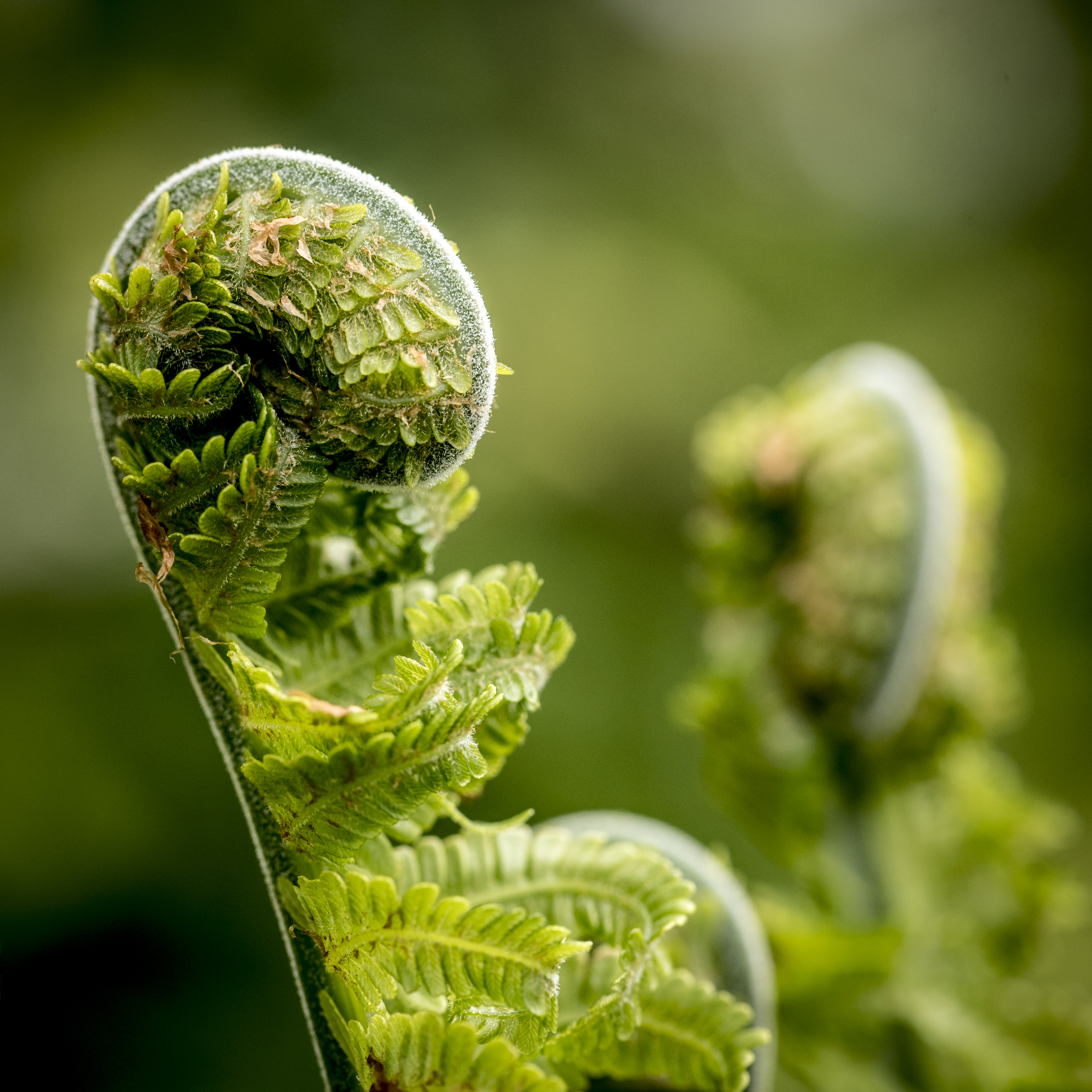 varen-ontplooit-zich-embryo