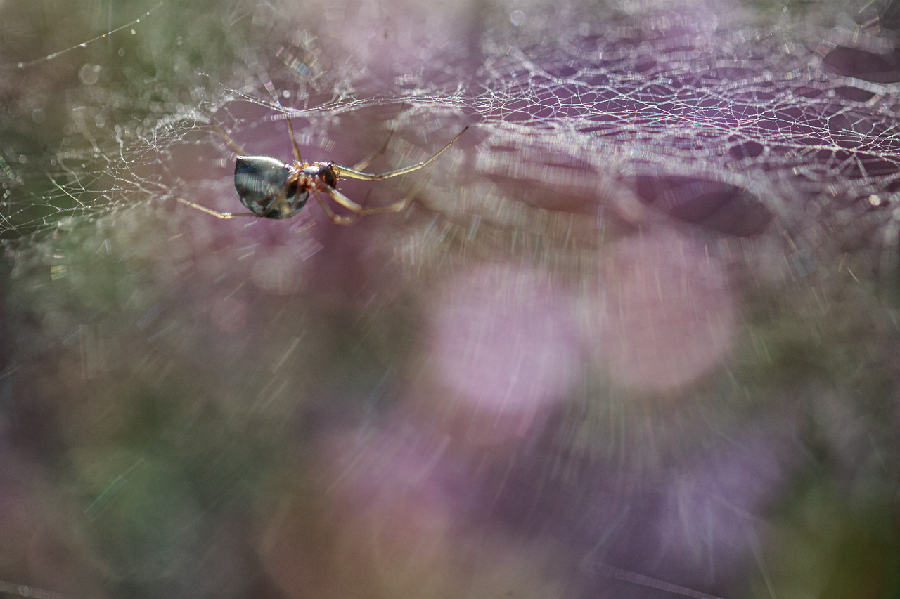 along-came-a-spider-1