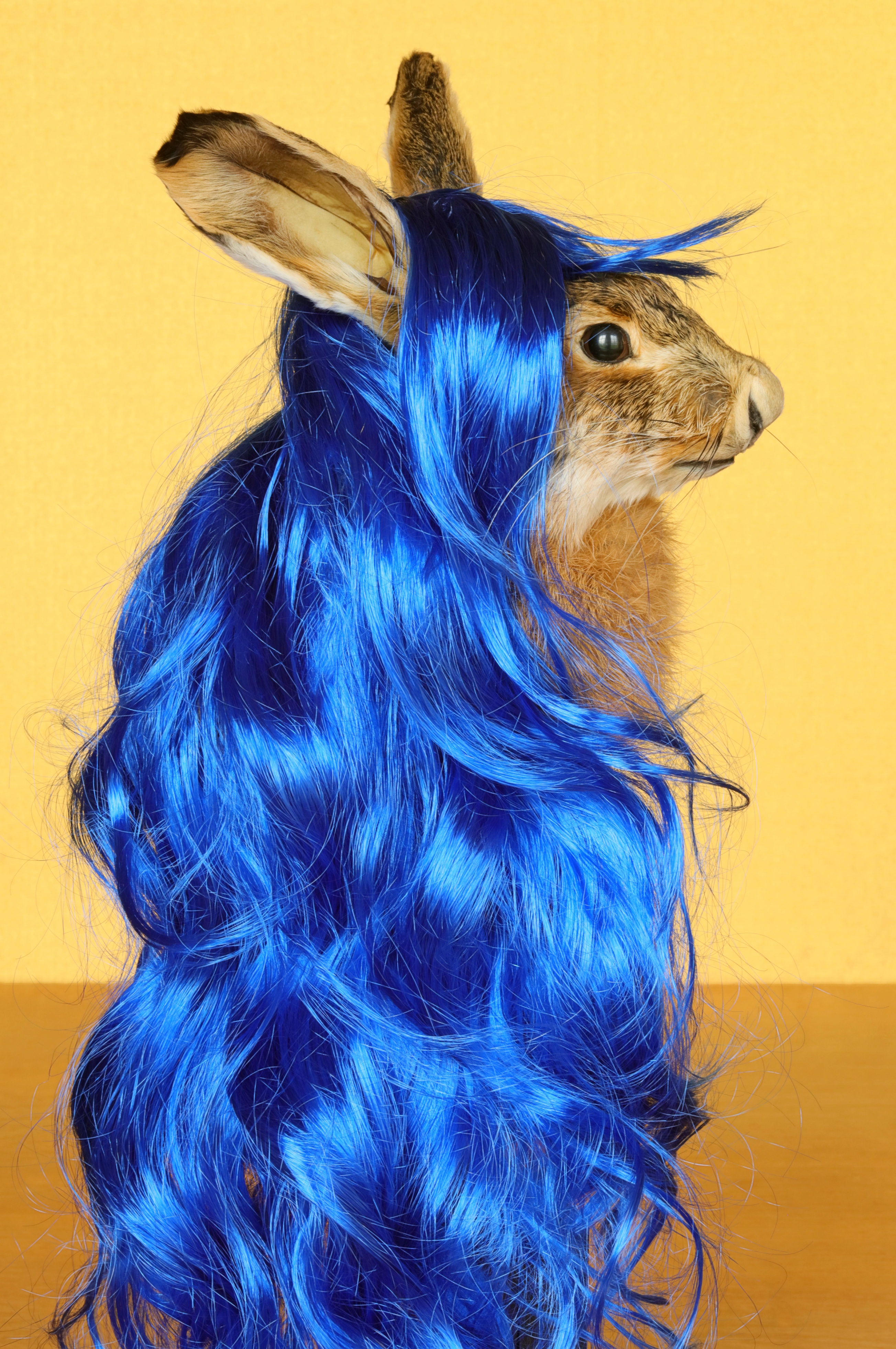 its-all-about-the-haire