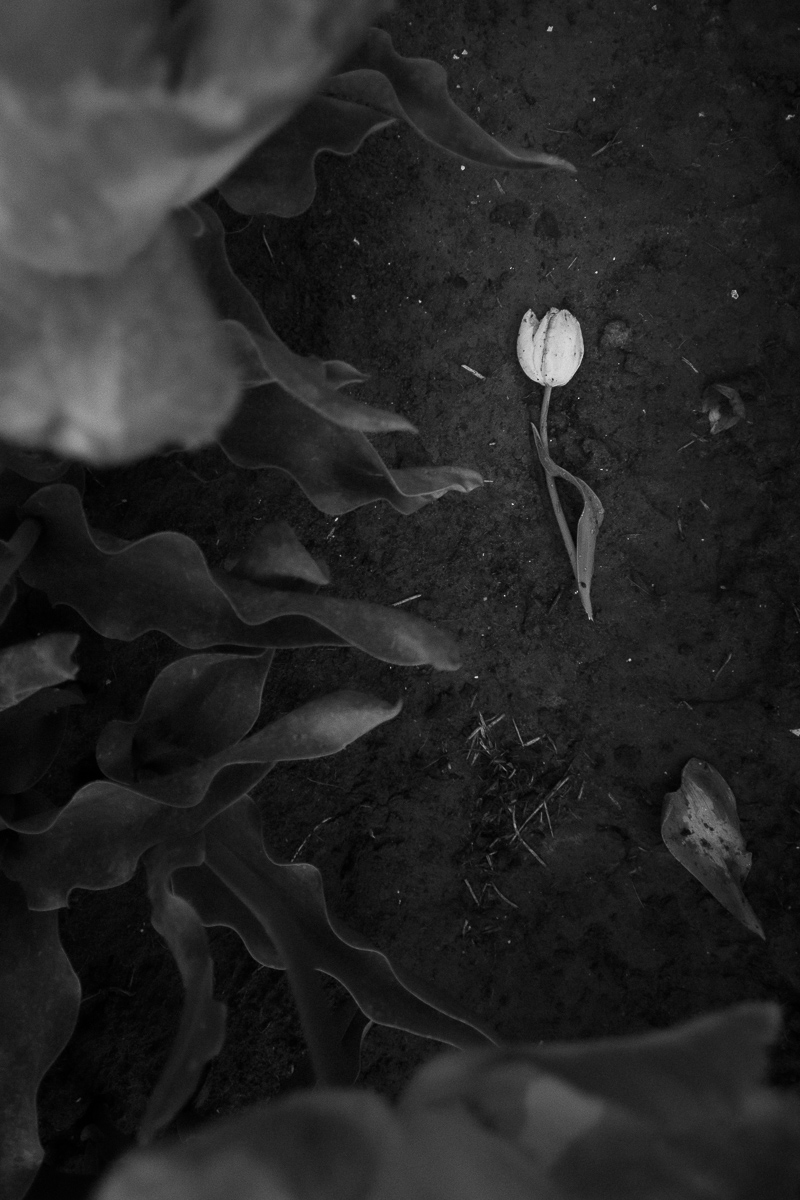 fallen-not-forgotten