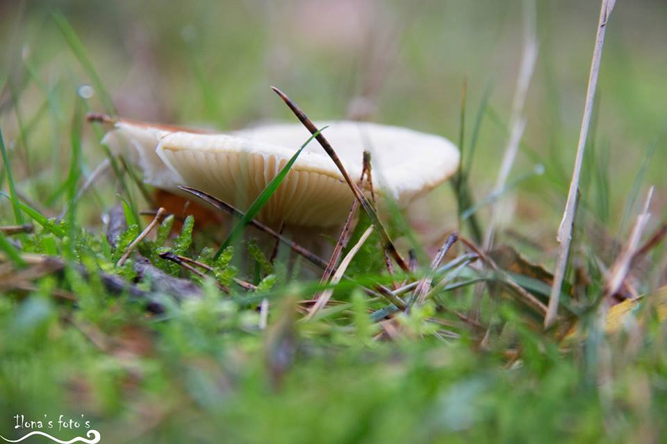 mushroom-2