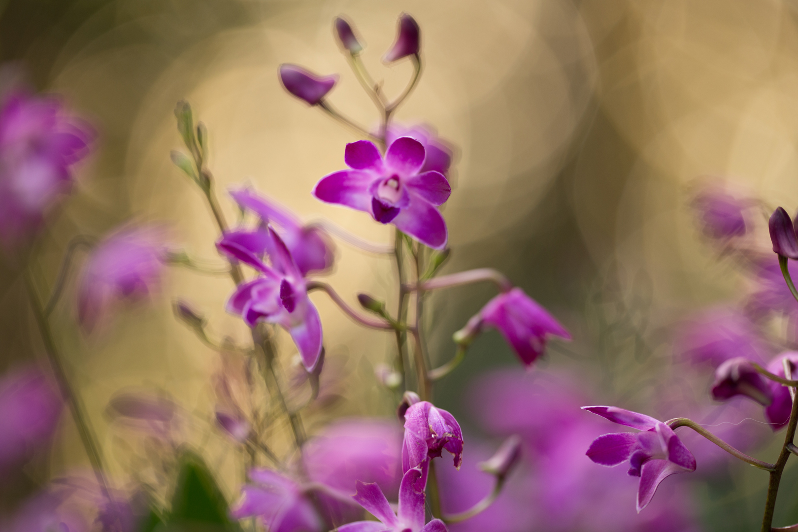 orchidee-7