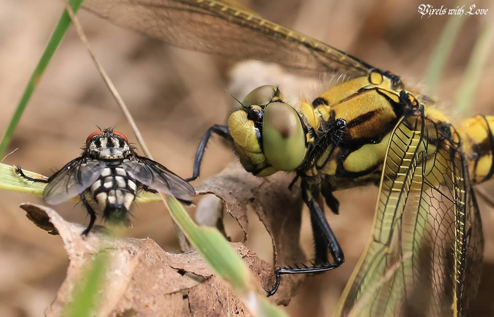 dambordvlieg-vs-libel