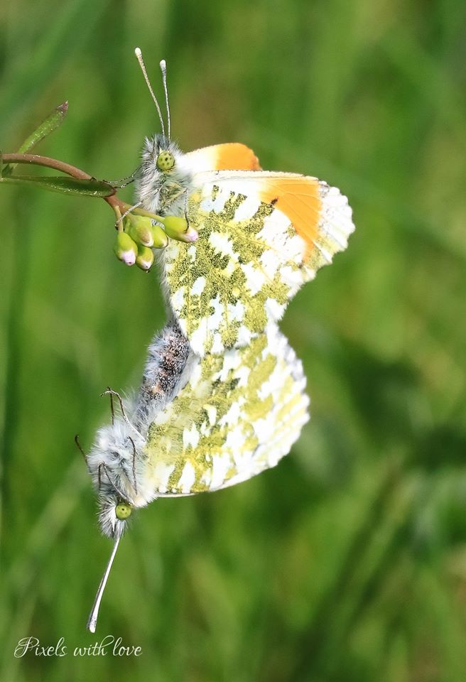 parende-oranje-tipjes