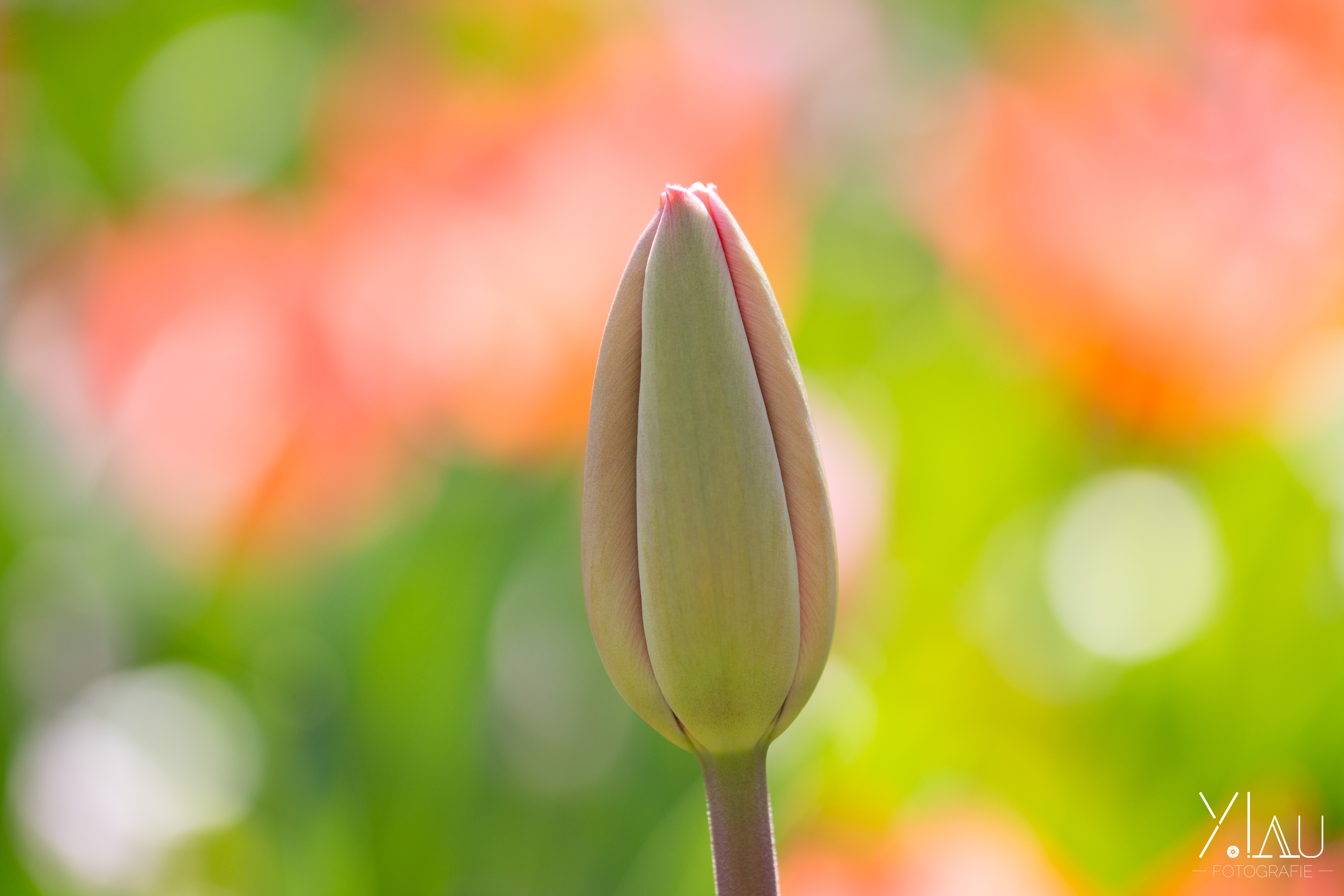 tulpenknop
