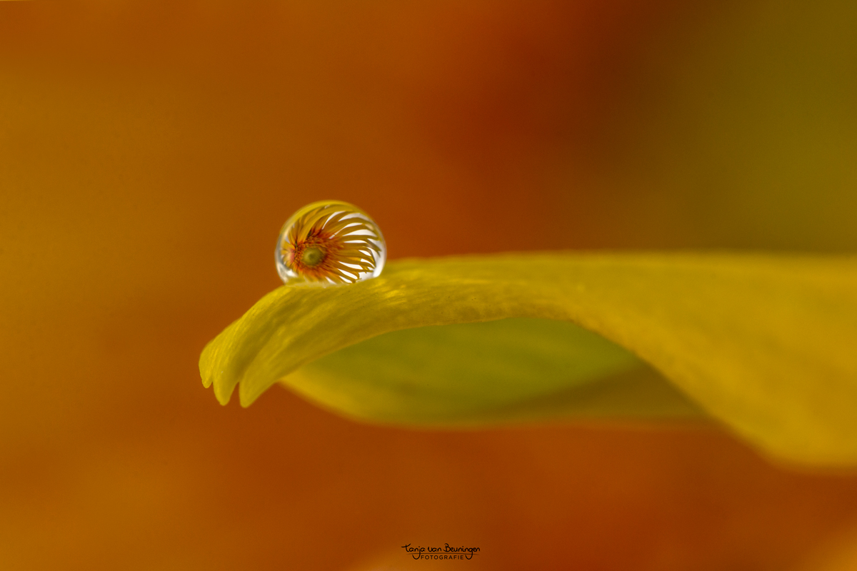 gevangen-in-een-druppel-3mm