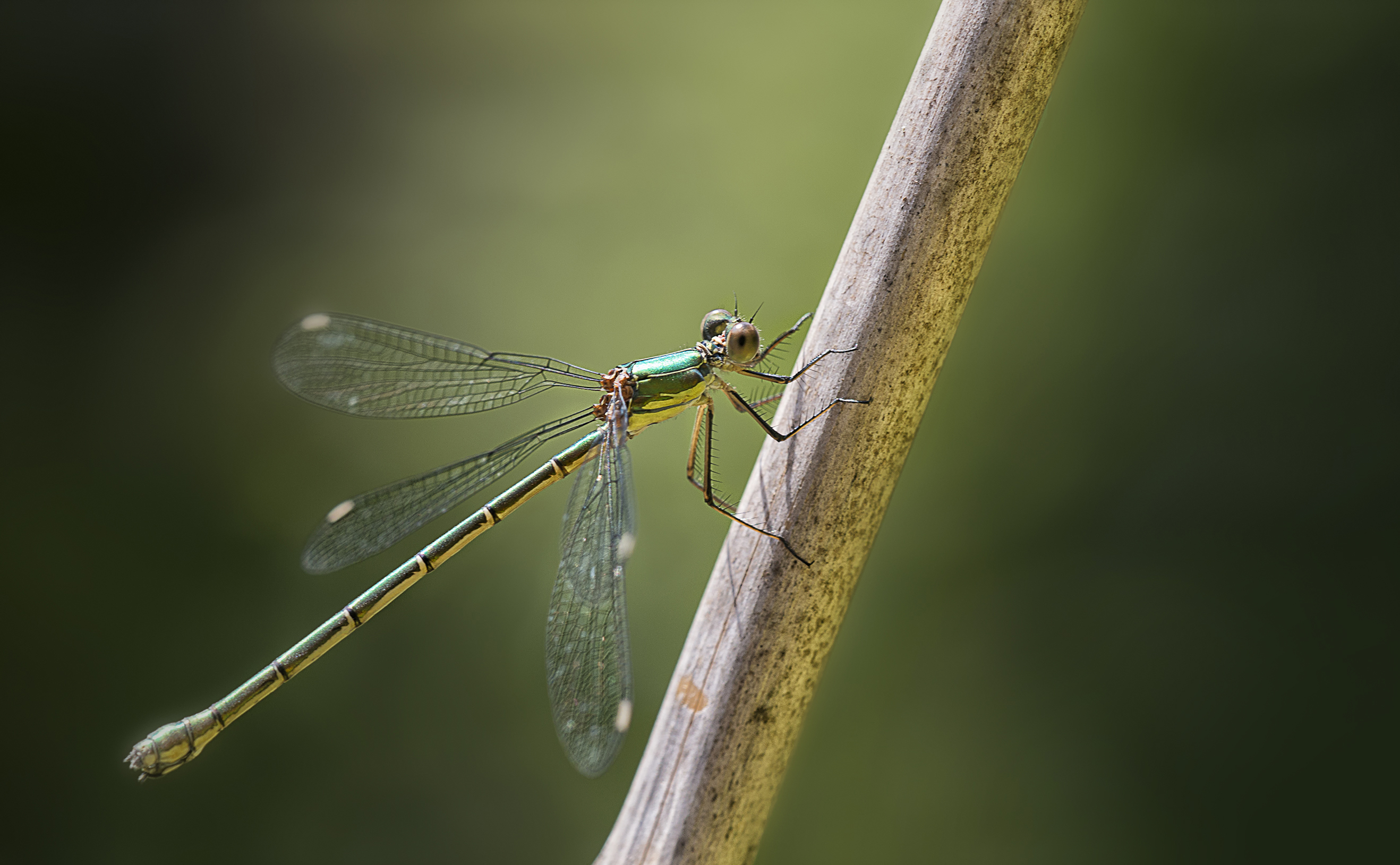 pantserjuffer-in-de-spotlight