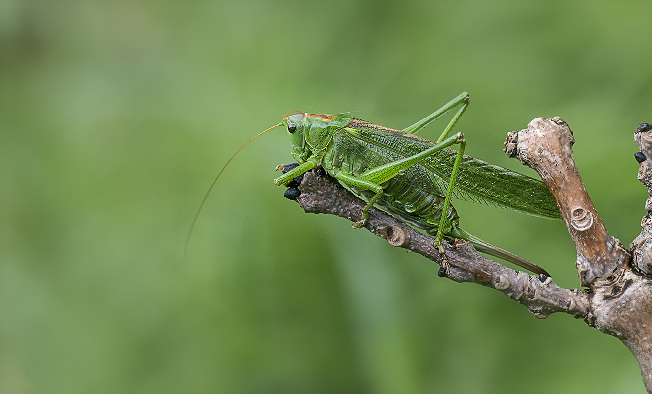 grasshopper-1