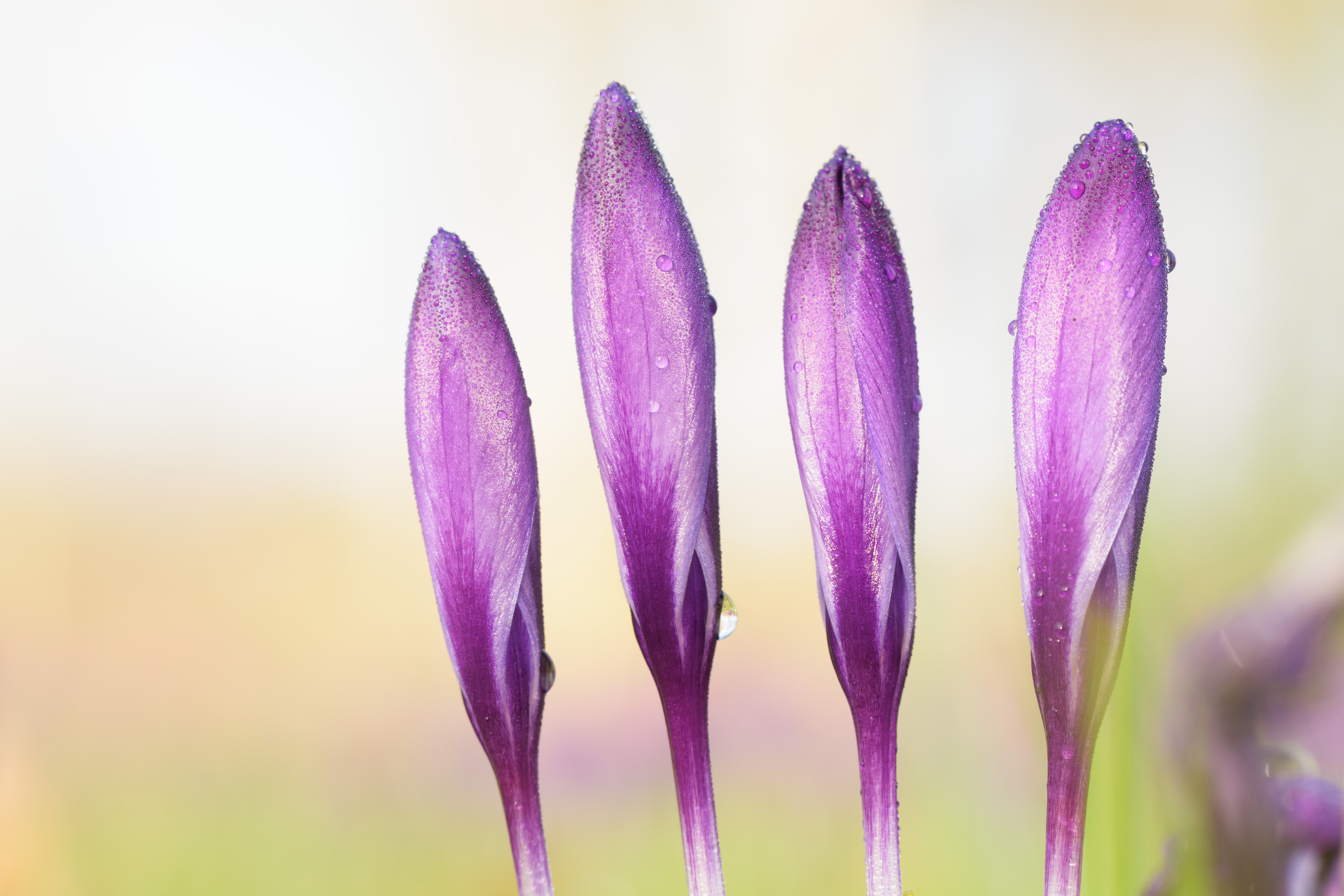 its-the-time-of-the-season