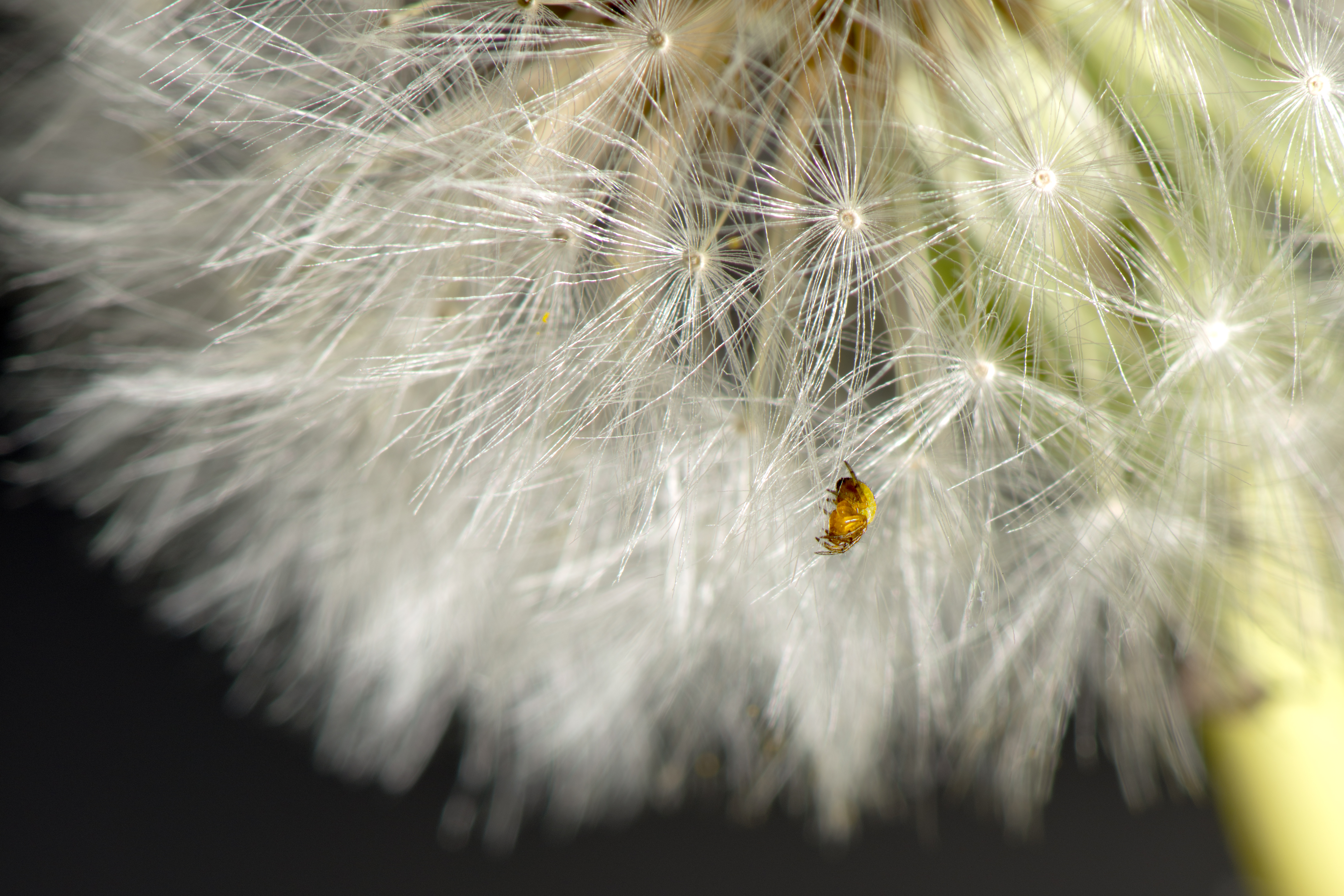 paardenbloem-met-visite