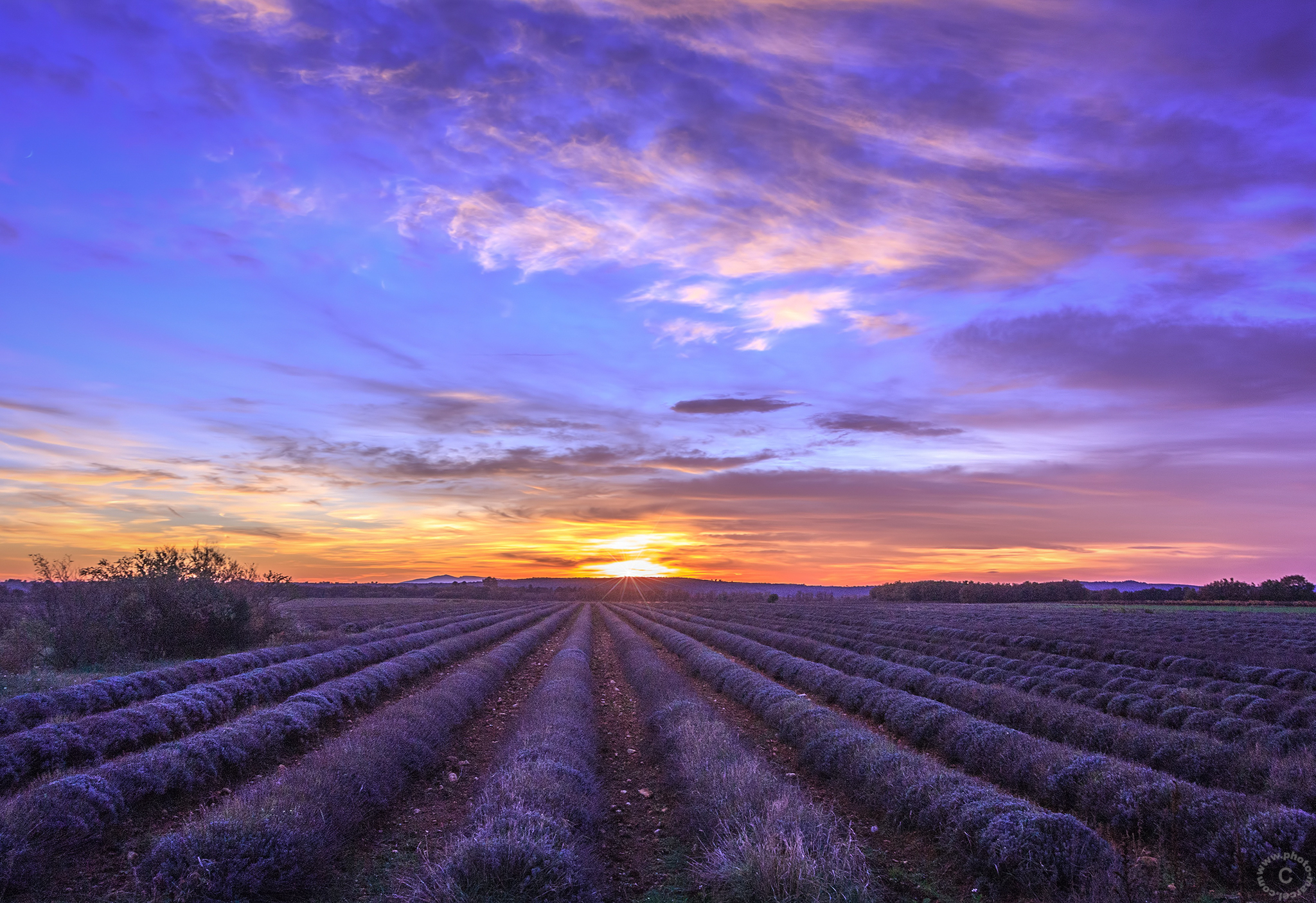 lavender-sunset-i