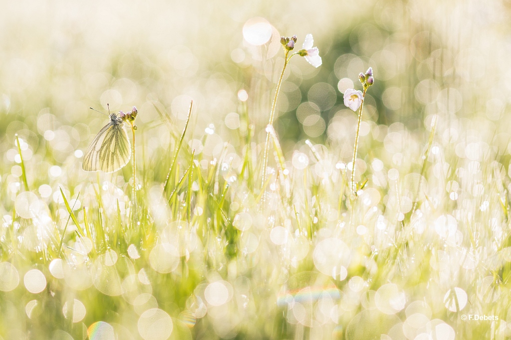 klein-geaderd-witje-2