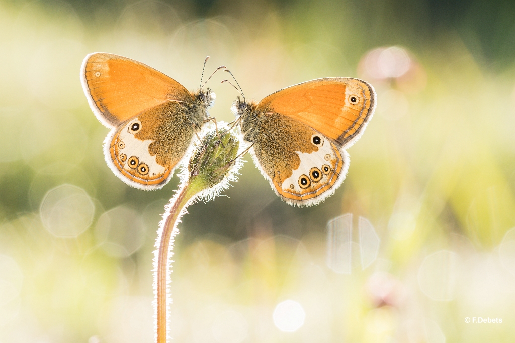 tweekleurige-hooibeestjes