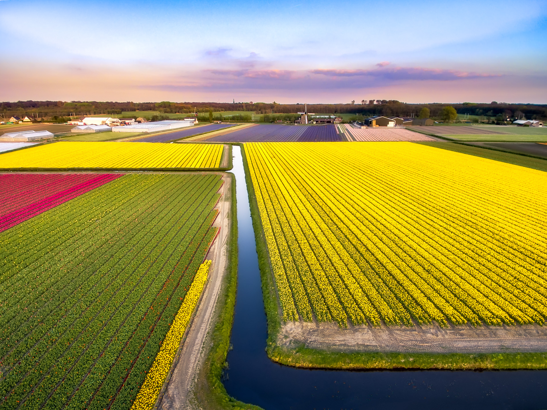 nederlandse-tulpen-en-molen-met-een-drone