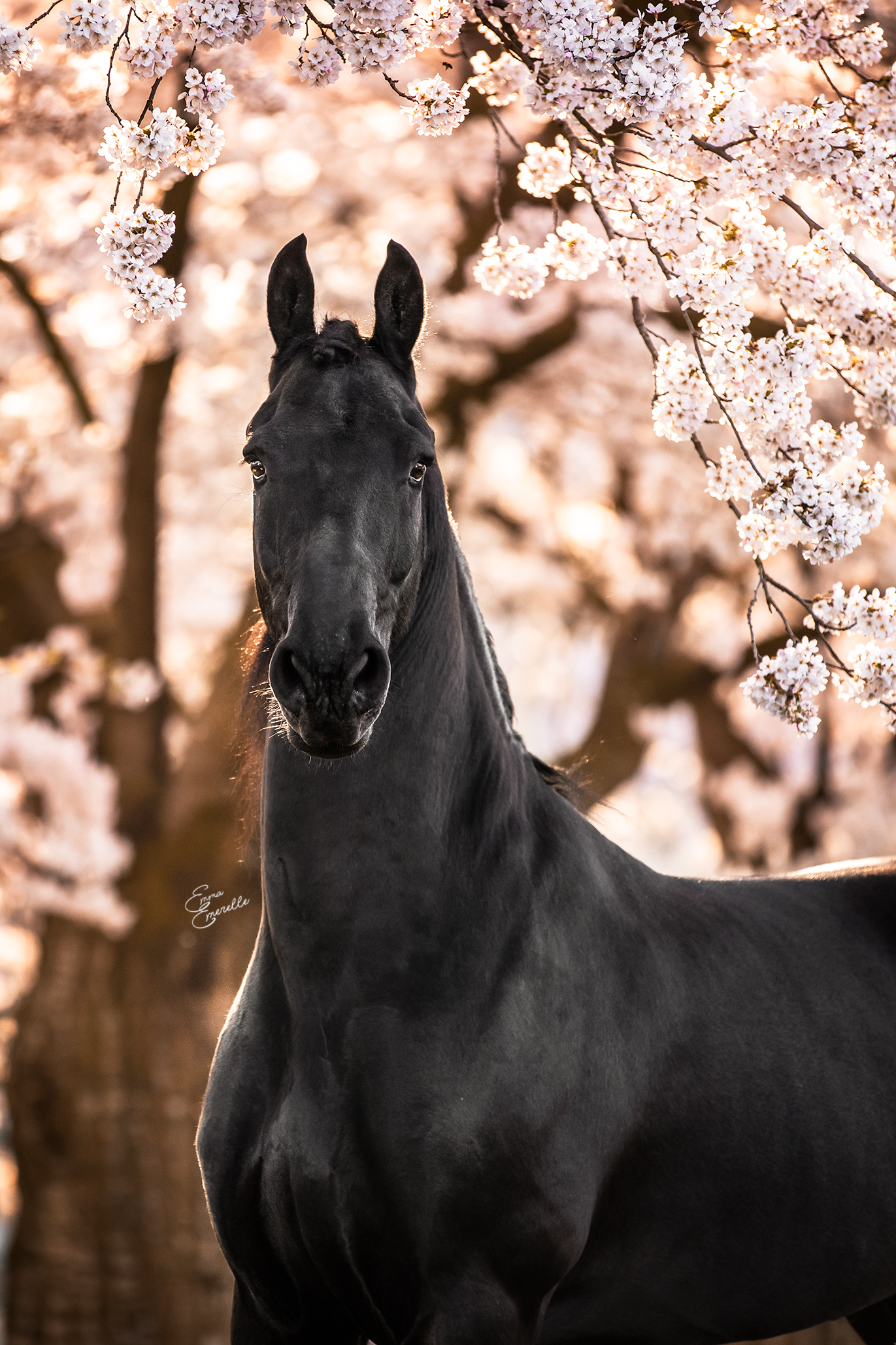 blossom-season