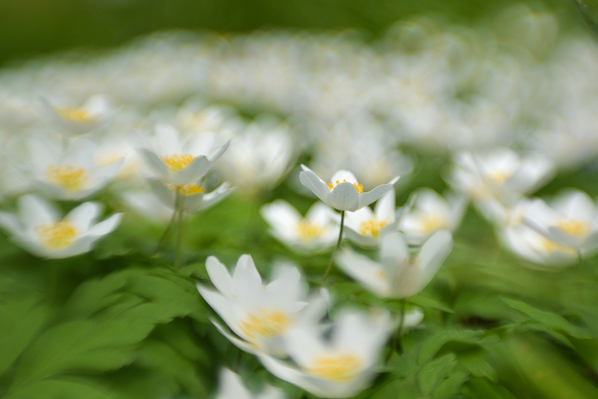 natuur-vanaf-de-grond-1
