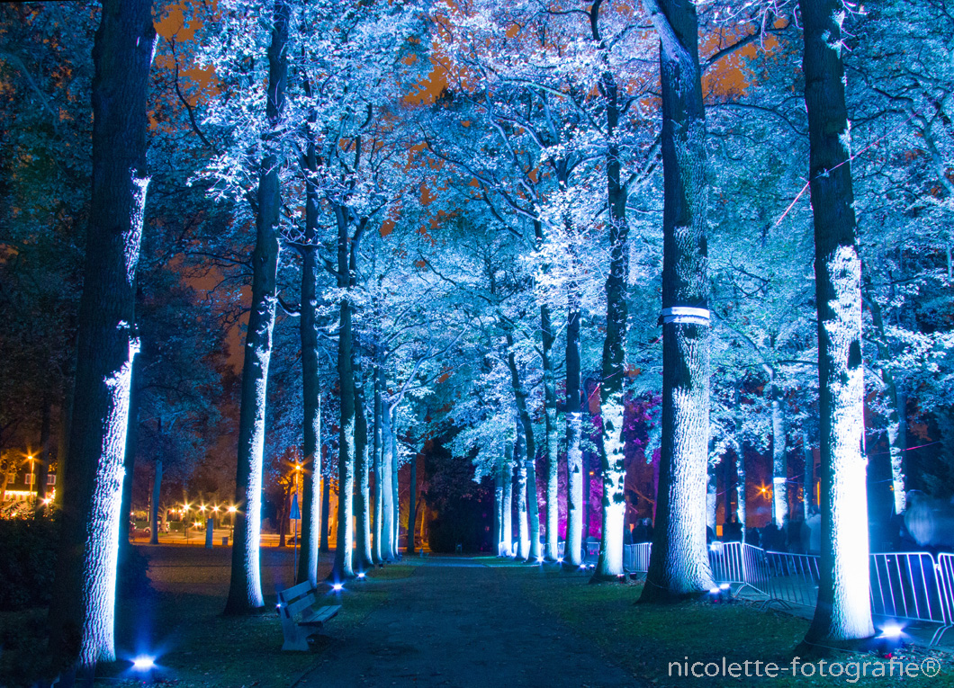 kathedraal-van-bomen-0