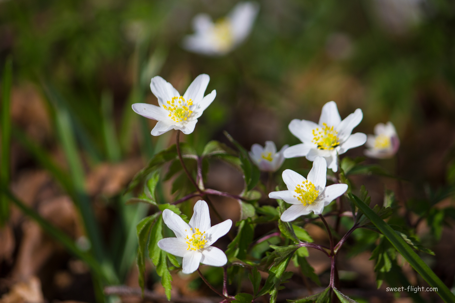 natuur-vanaf-de-grond-2