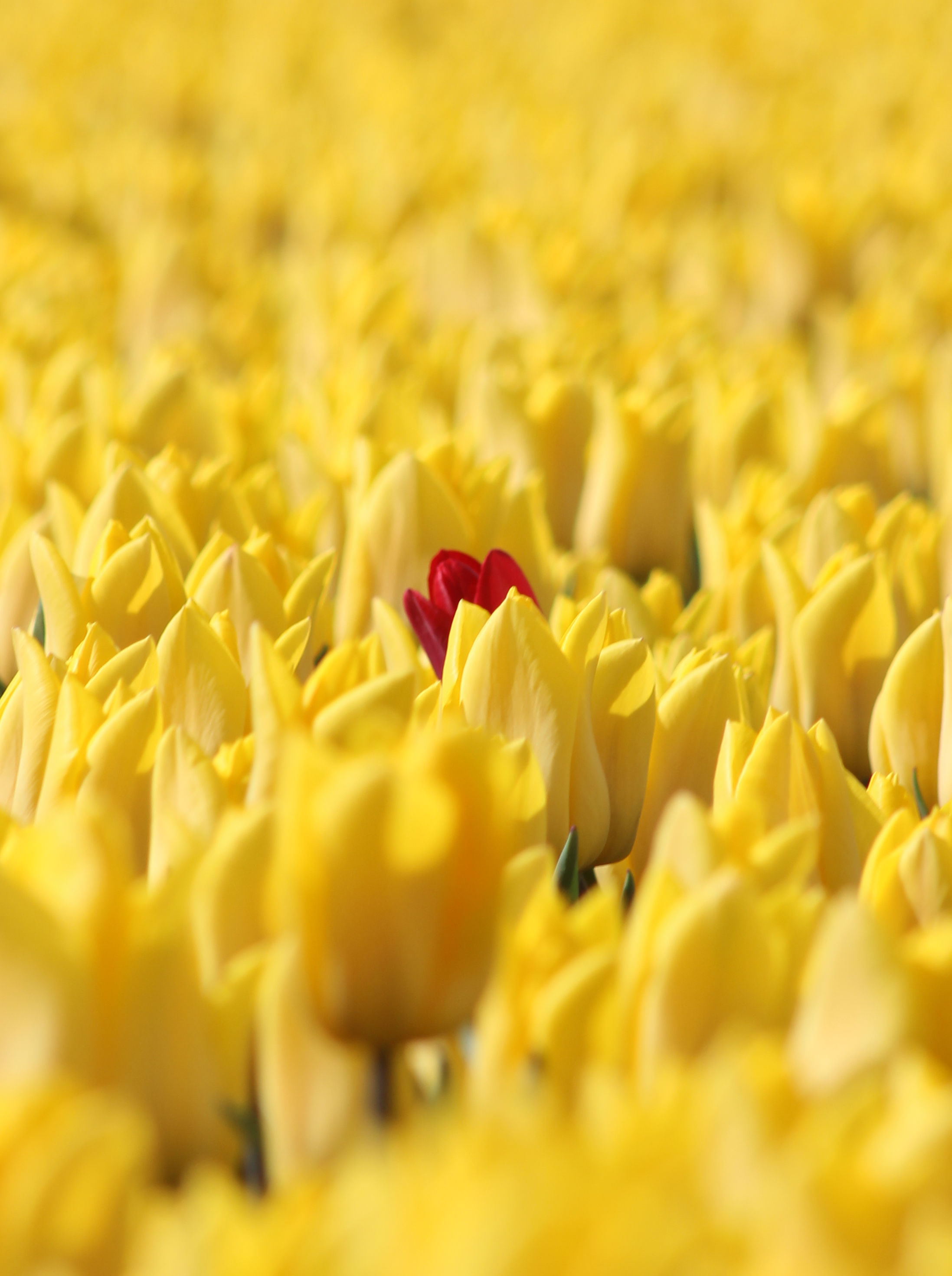 natuur-vanaf-de-grond-6