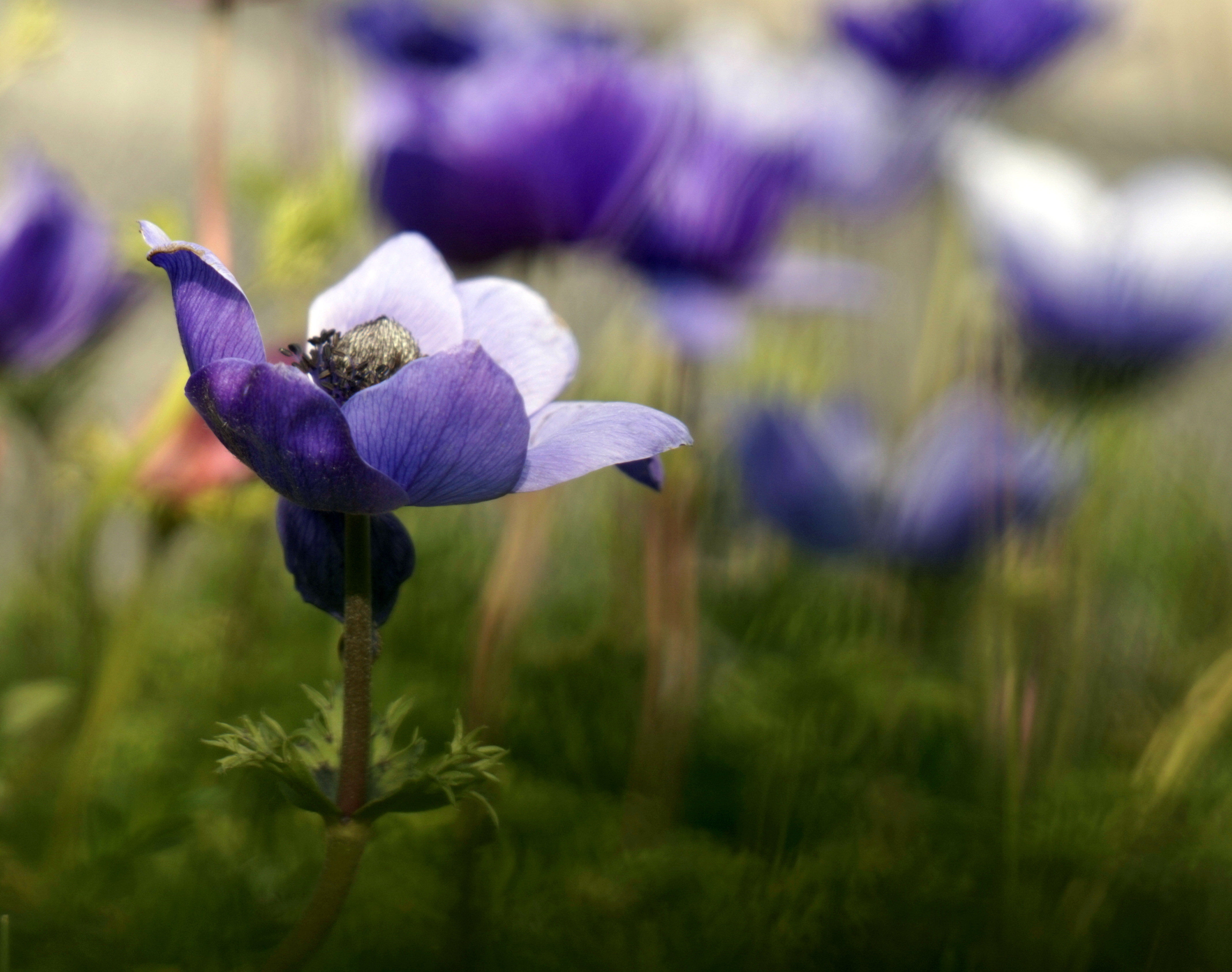 natuur-vanaf-de-grond-10