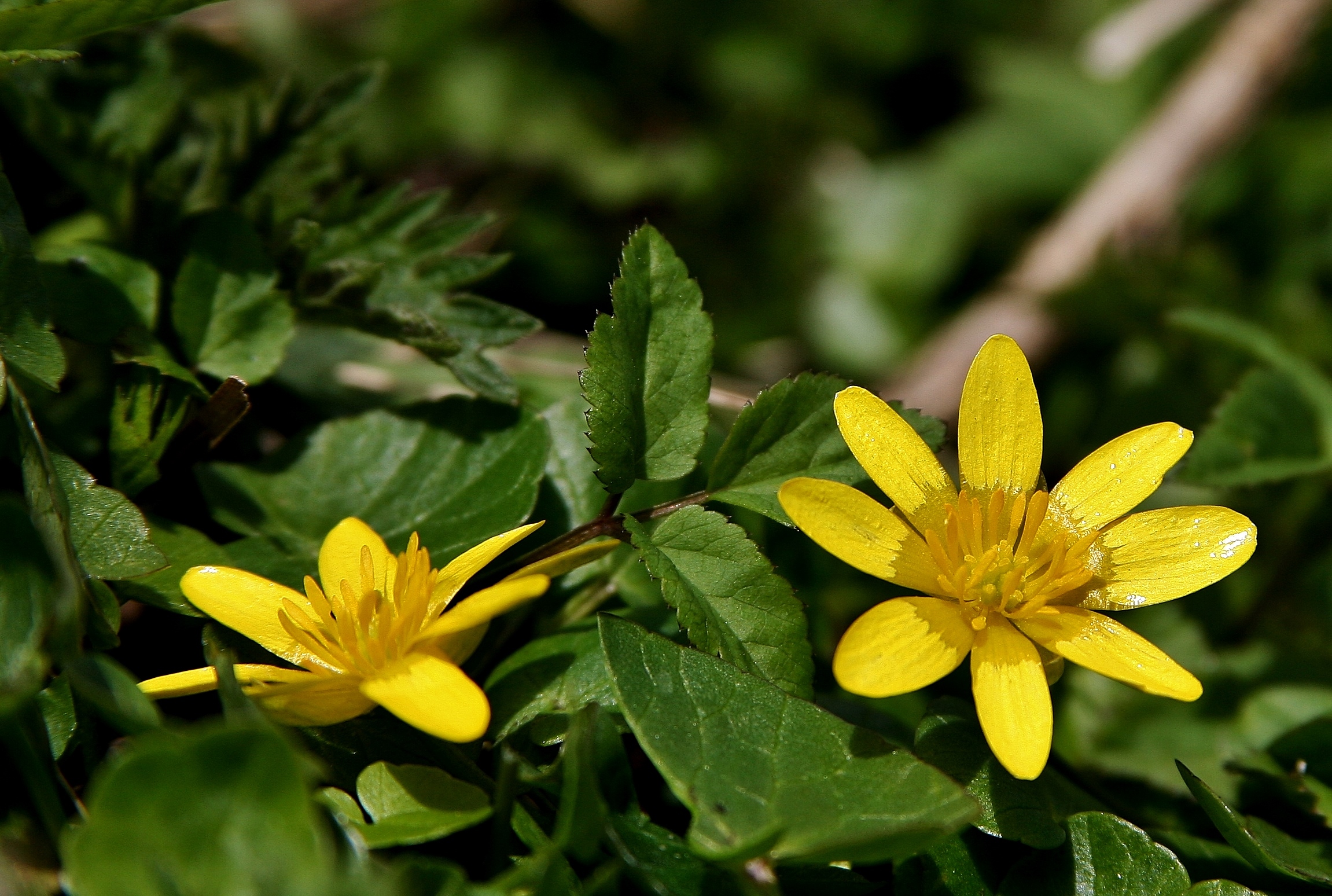 natuur-van-af-de-grond-wedstrijd
